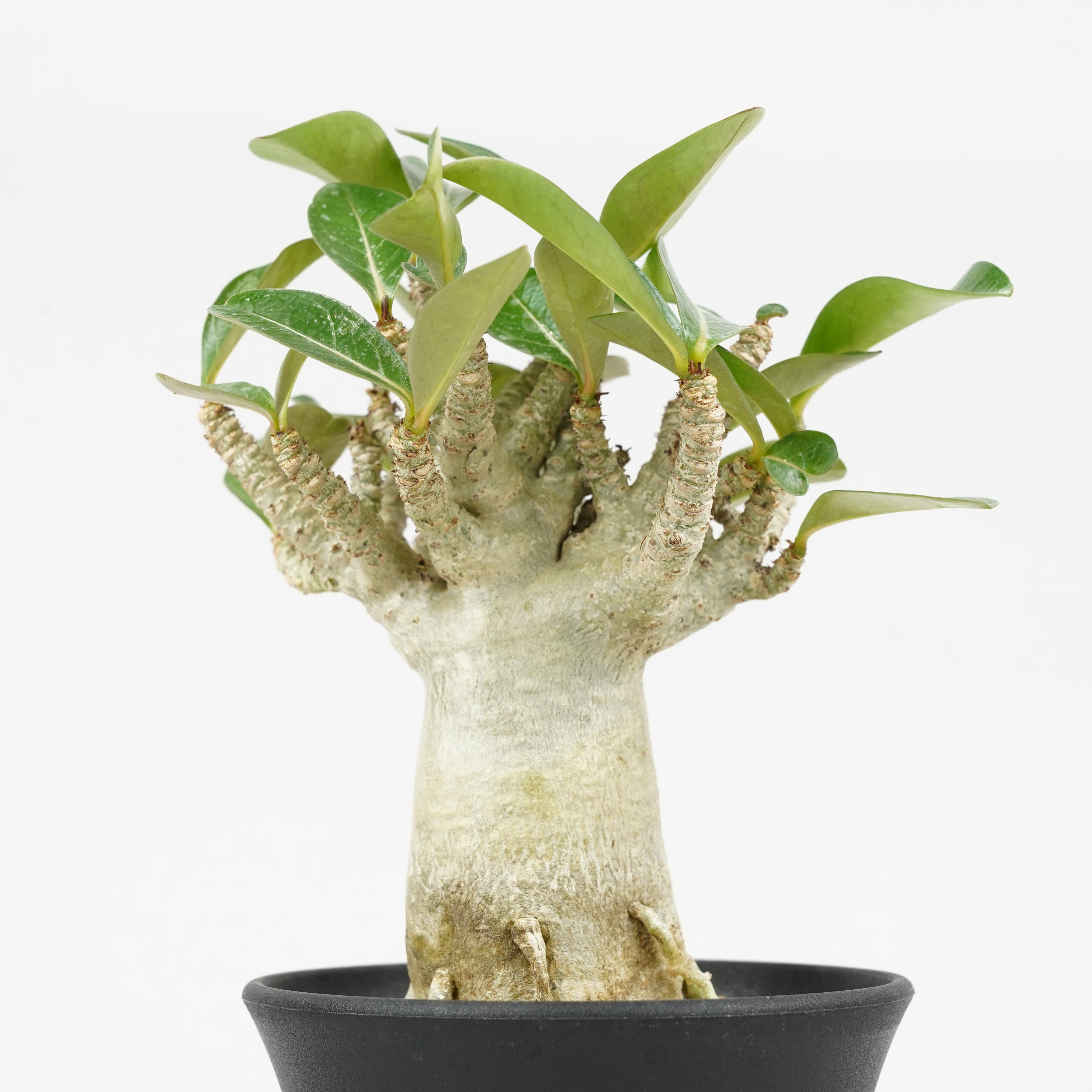 アデニウム タイソコトラナム「Adenium Thai socotranum