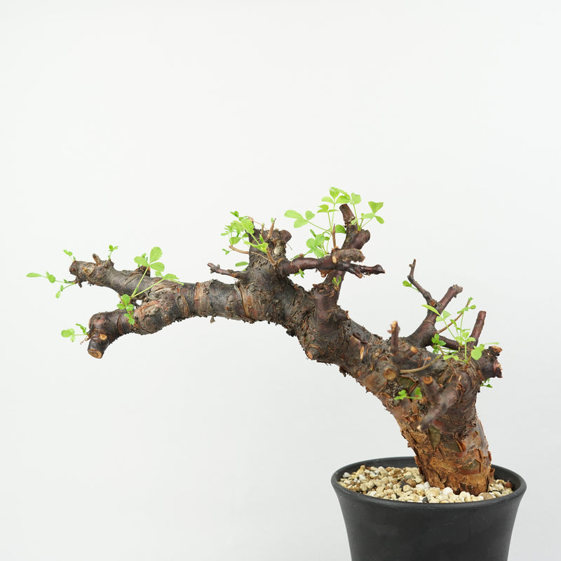 コミフォラ・ボラネンシス「Commiphora Boranensis」/ET1188