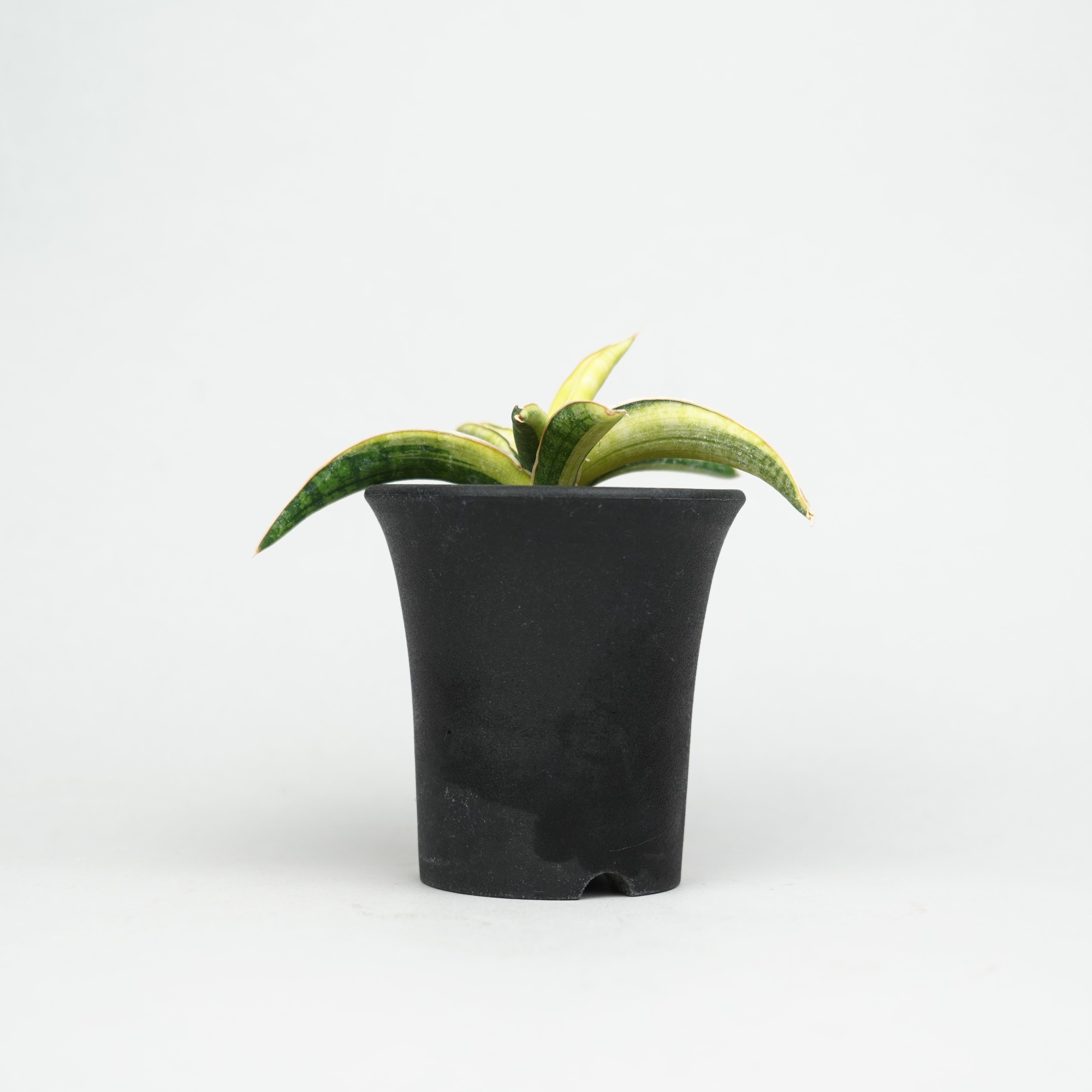 植物/希少植物etc/サンセベリア – Hachi-8