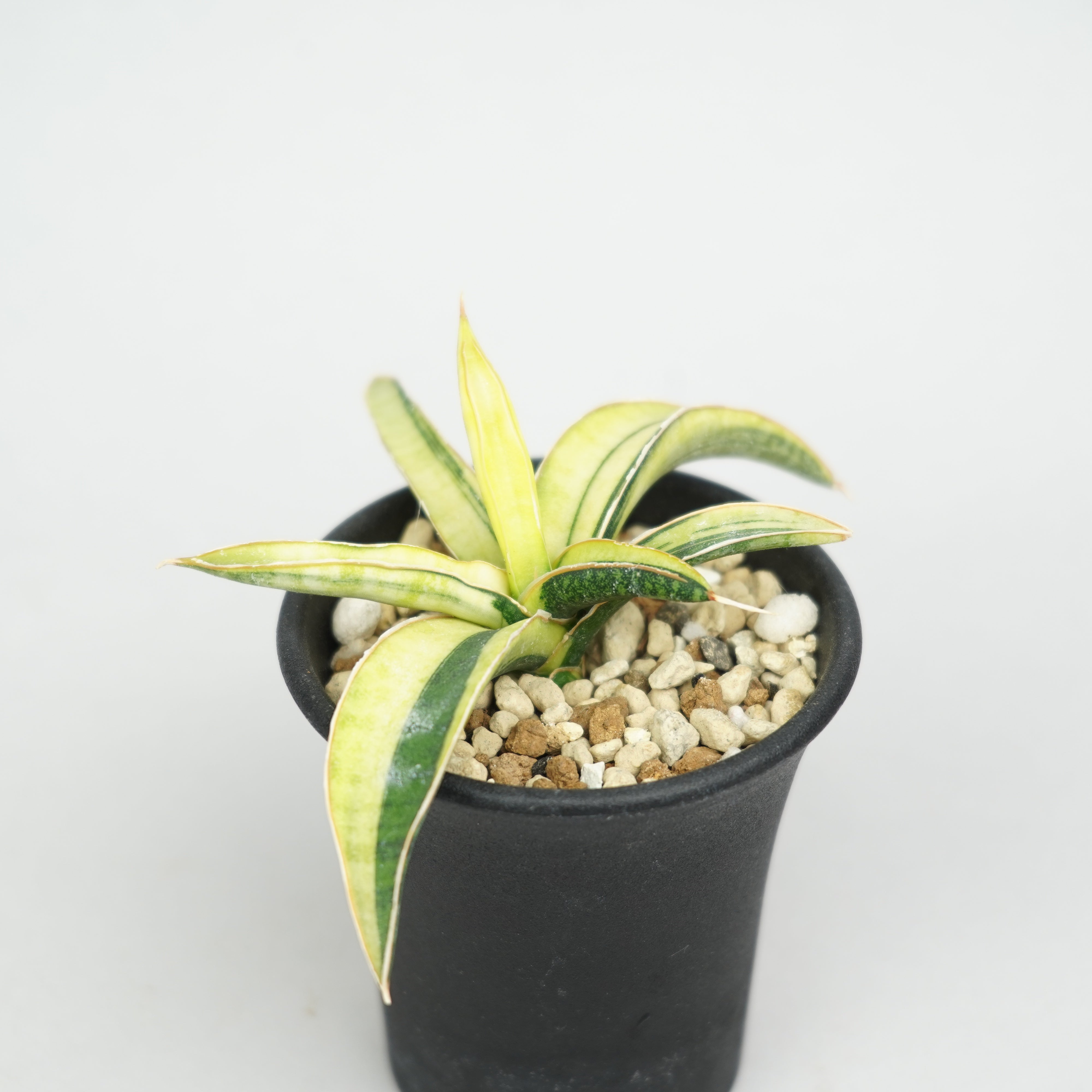 サンスベリア・ラブラノス '1970' 斑入り「Sansevieria lavranos '1970