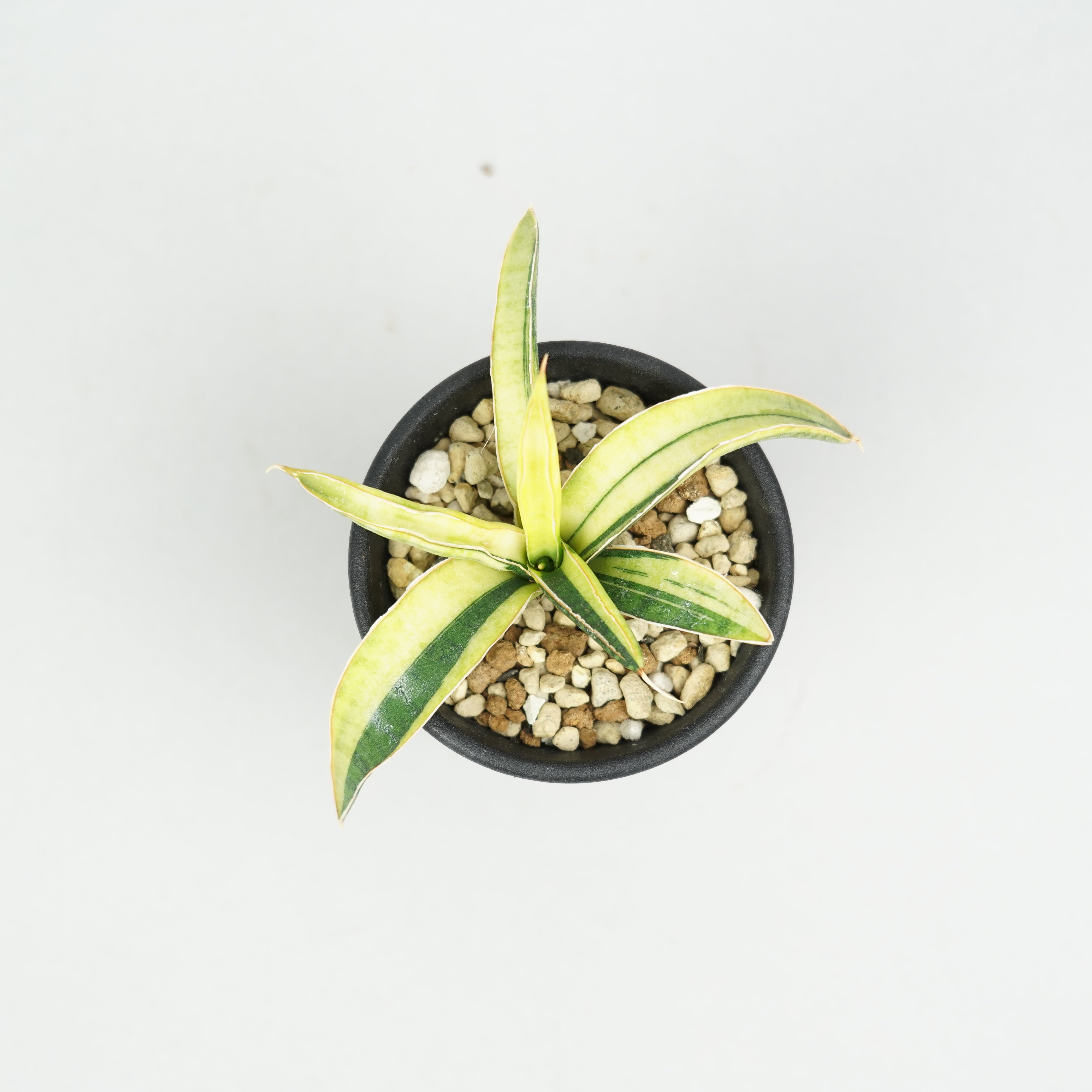 サンスベリア・ラブラノス '1970' 斑入り「Sansevieria lavranos '1970