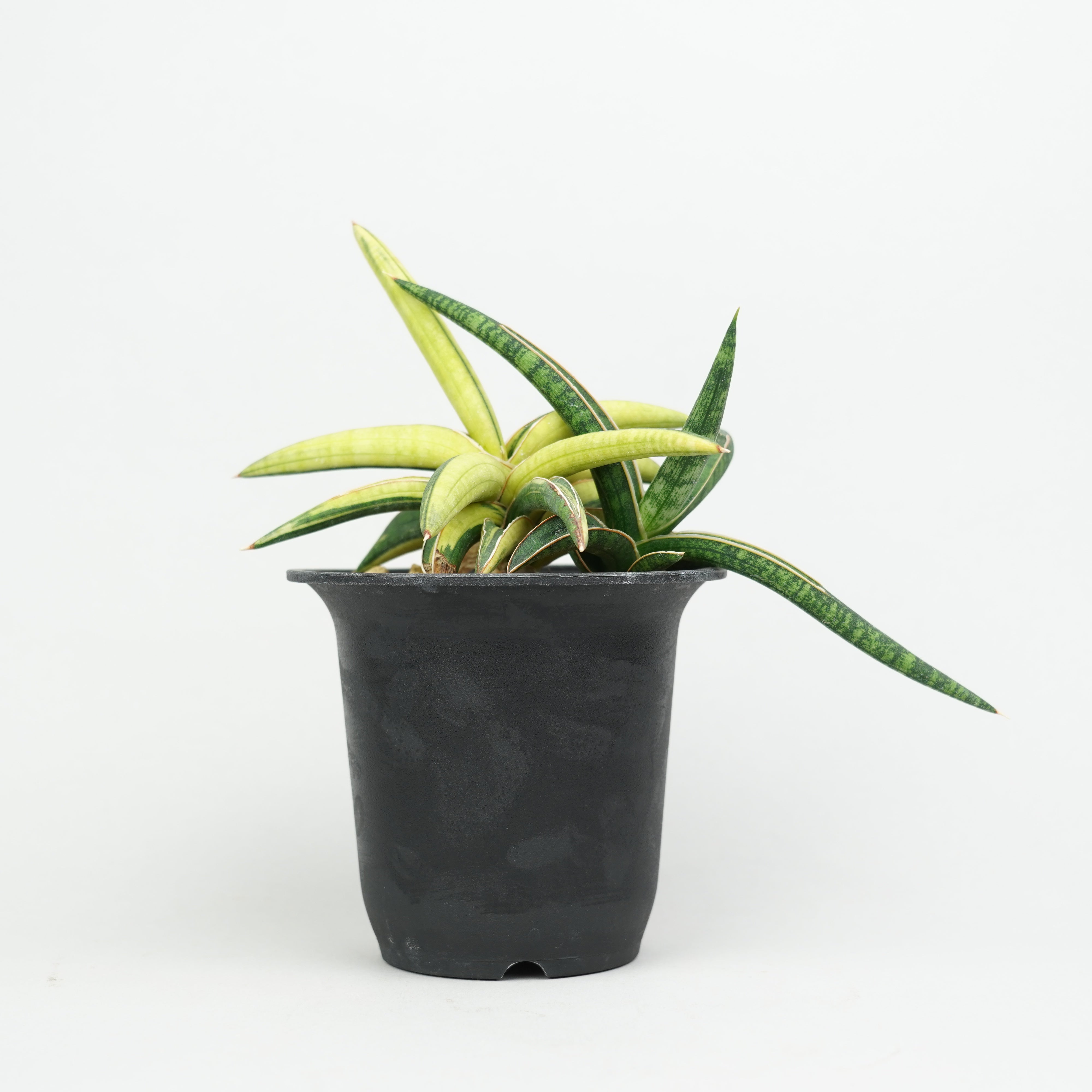 植物/希少植物etc/サンセベリア – Hachi-8