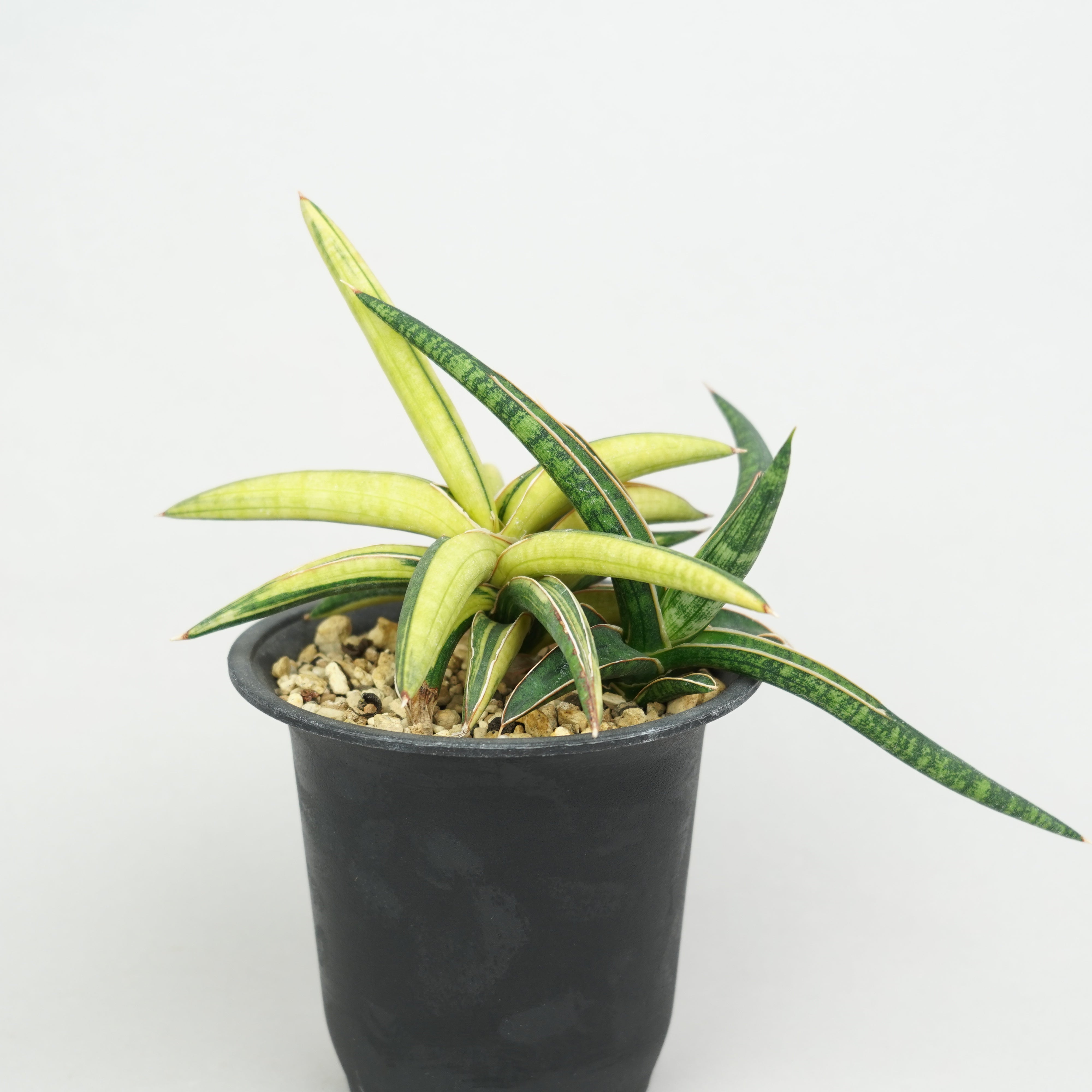 サンスベリア・ラブラノス '1970' 斑入り「Sansevieria lavranos '1970