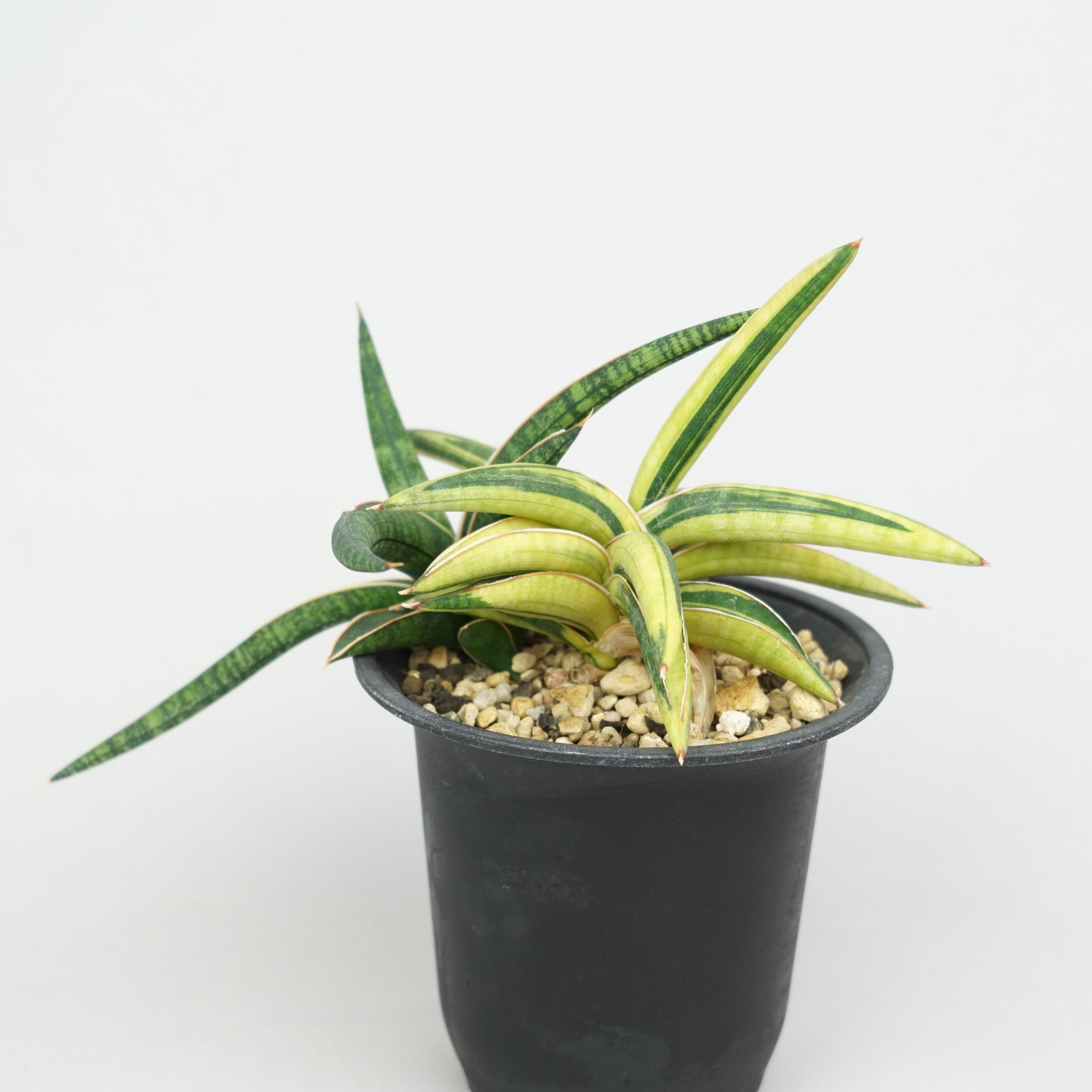 サンスベリア・ラブラノス '1970' 斑入り「Sansevieria lavranos '1970