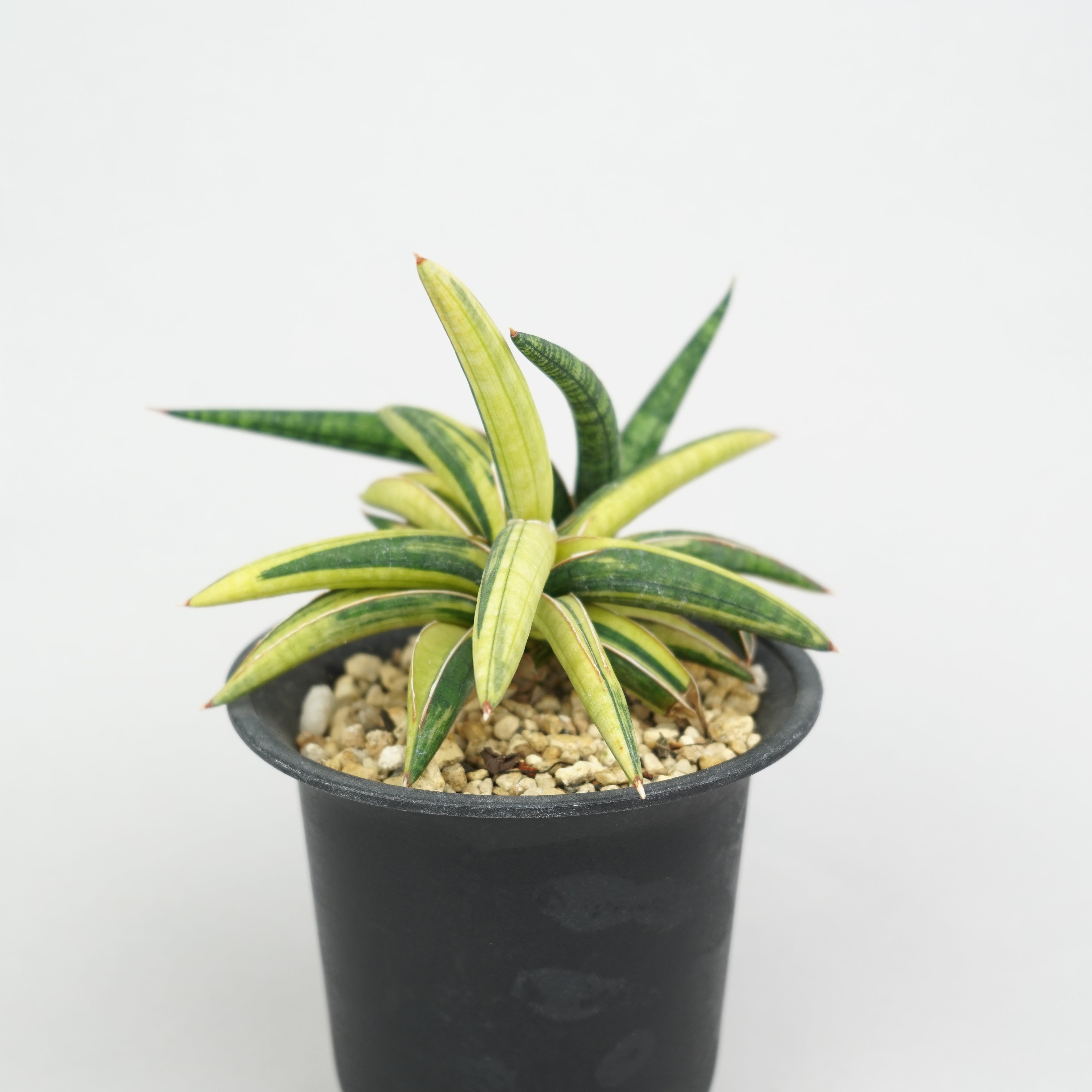 サンスベリア Sansevieria Pacman variegated Sansevieria Pacman
