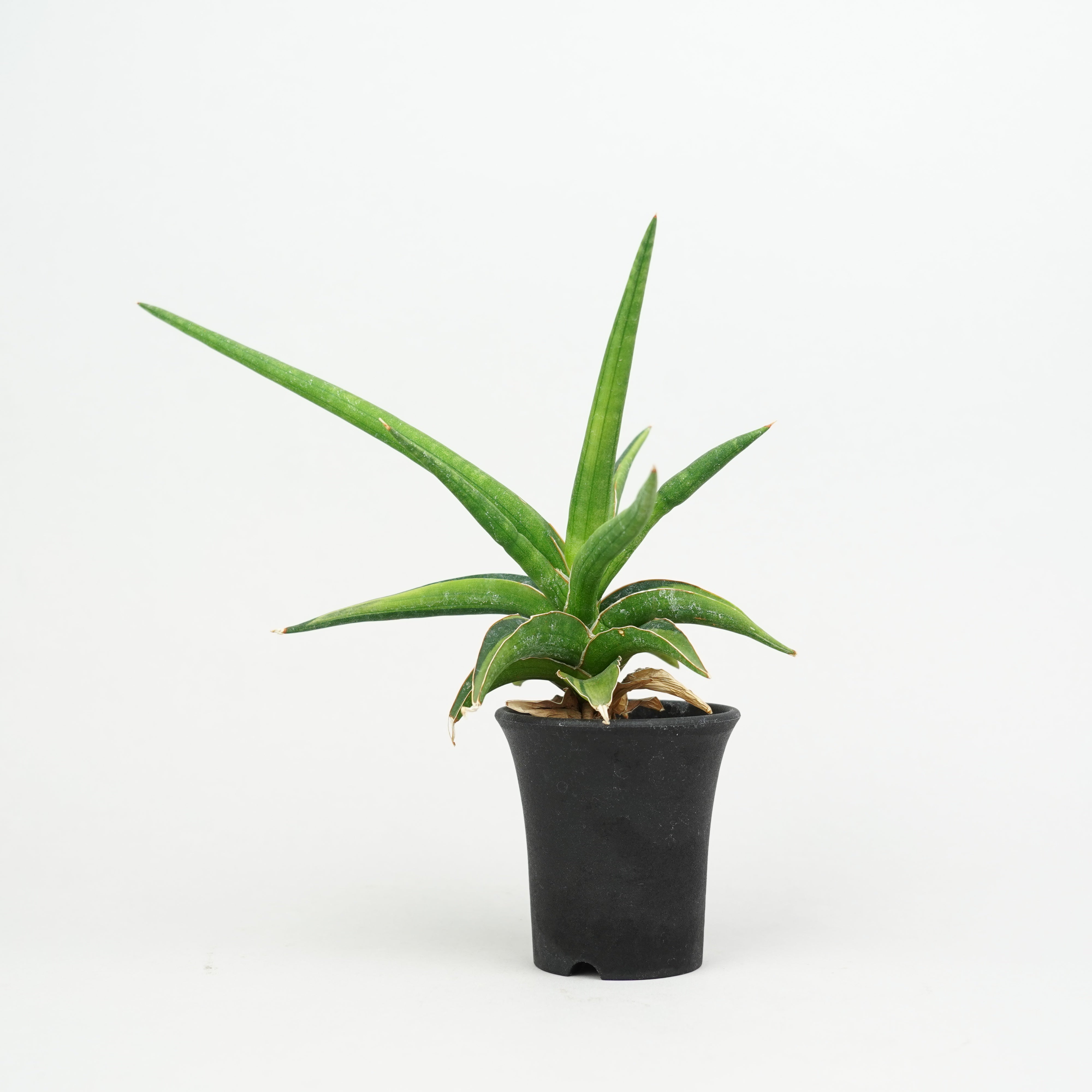 植物/希少植物etc/サンセベリア – Hachi-8