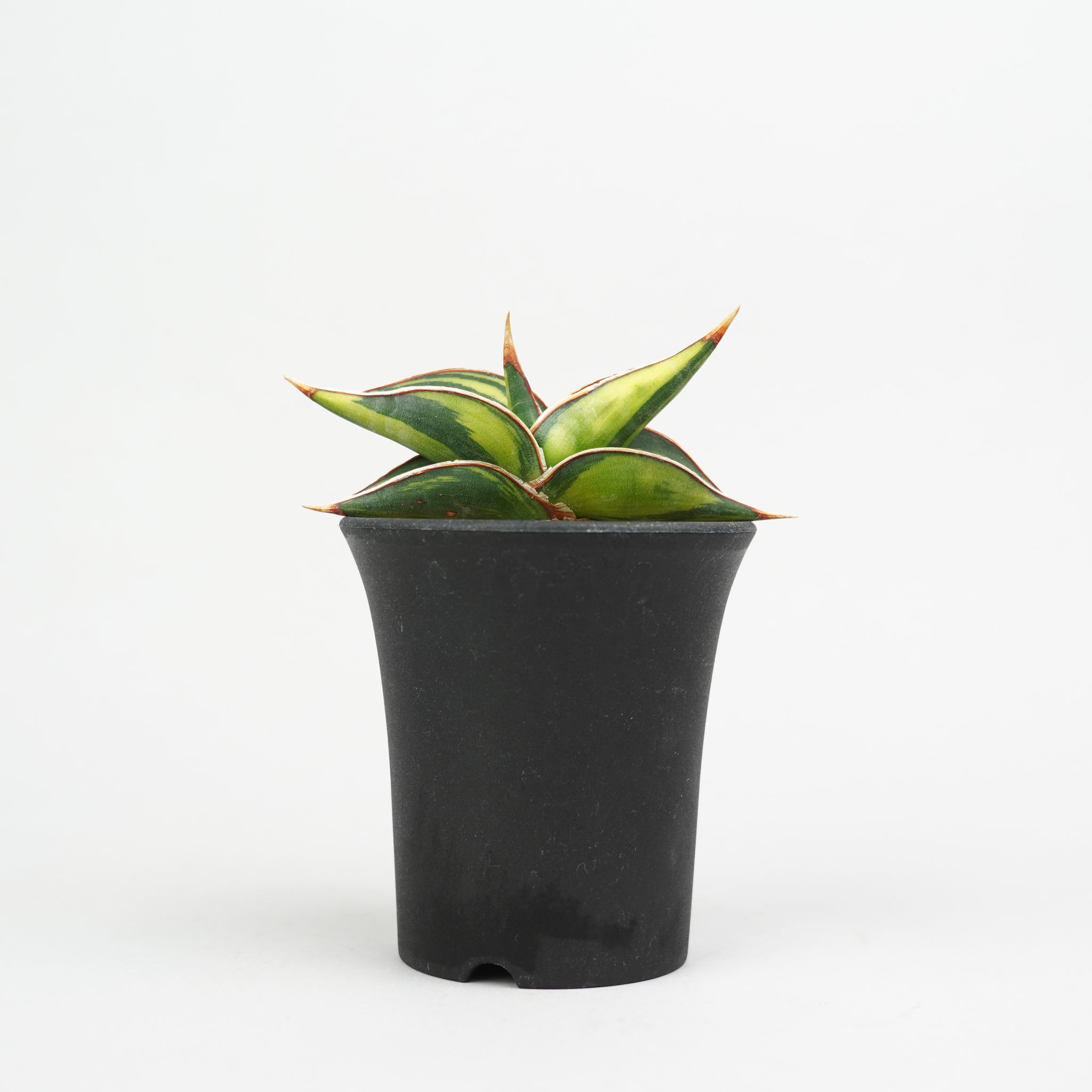 植物/希少植物etc/サンセベリア – Hachi-8