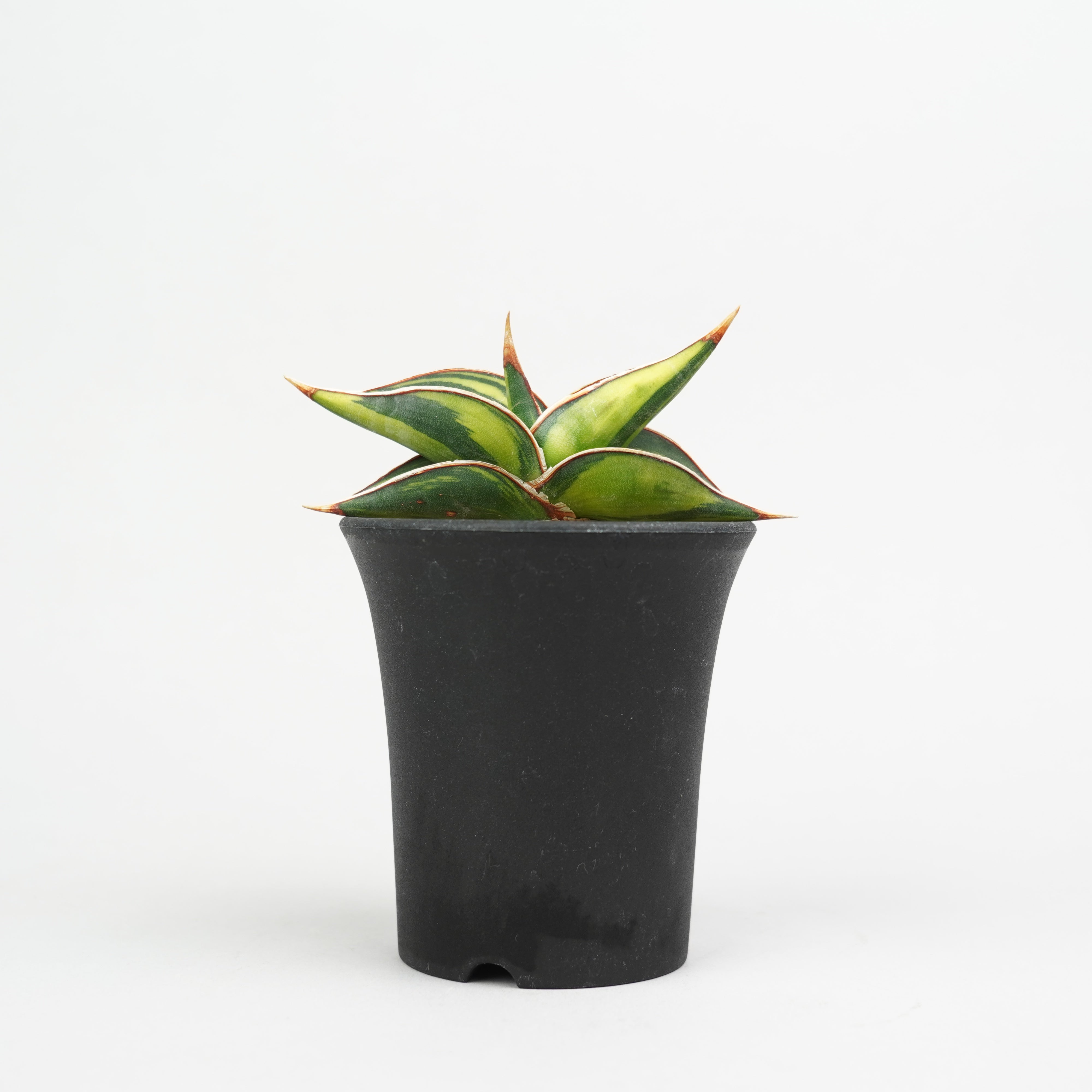 植物/希少植物etc/サンセベリア – Hachi-8