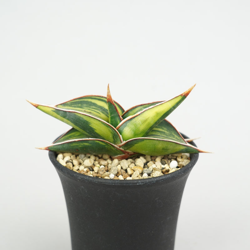 サンセベリア・ロリダ 斑入り「Sansevieria ‘Rorida’ Variegata」/SA0055