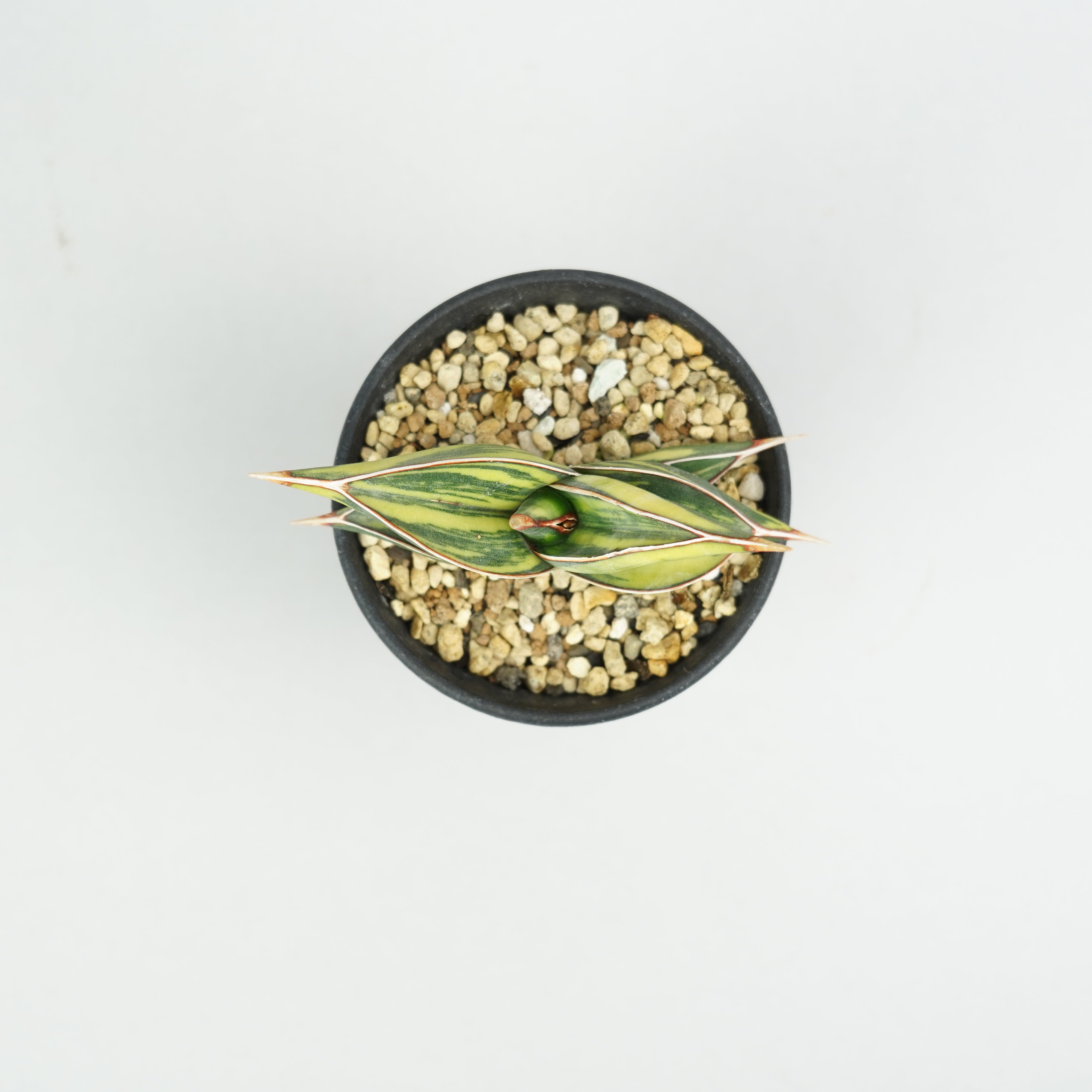 サンセベリア・ロリダ 斑入り「Sansevieria 'Rorida' Variegata