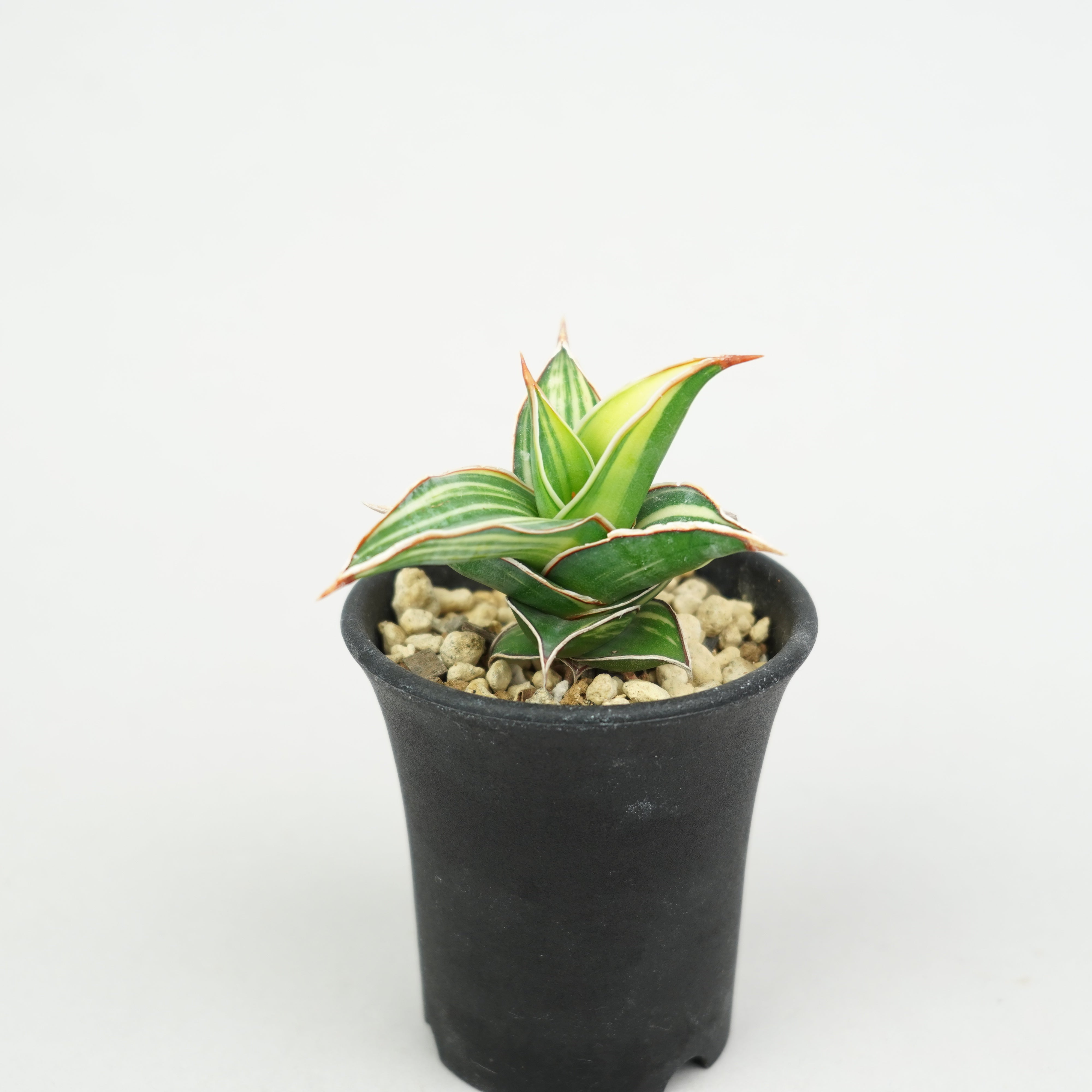 サンスベリア・ピングイキュラ 斑入り「Sansevieria 'Rorida
