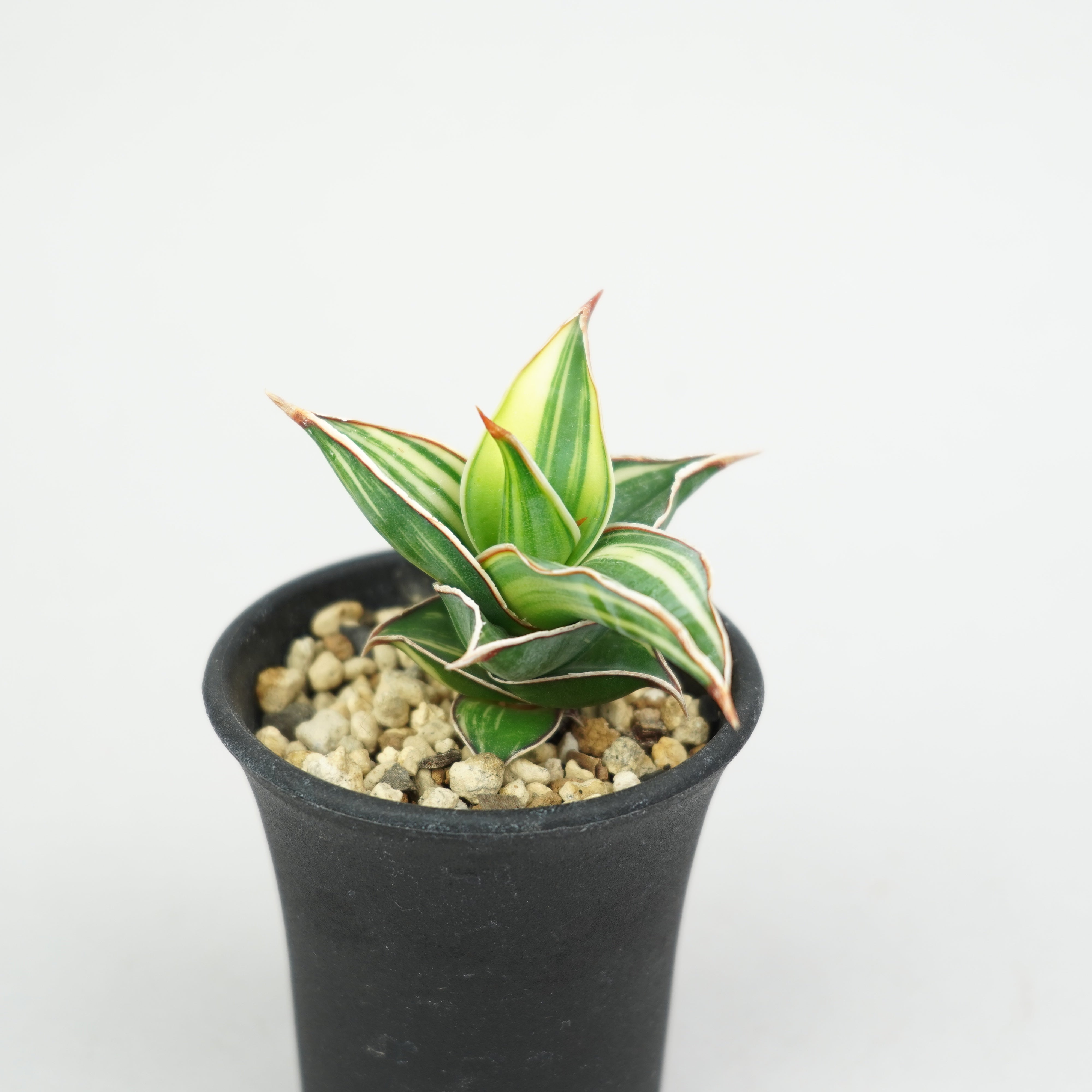 サンスベリア・ピングイキュラ 斑入り「Sansevieria 'Rorida