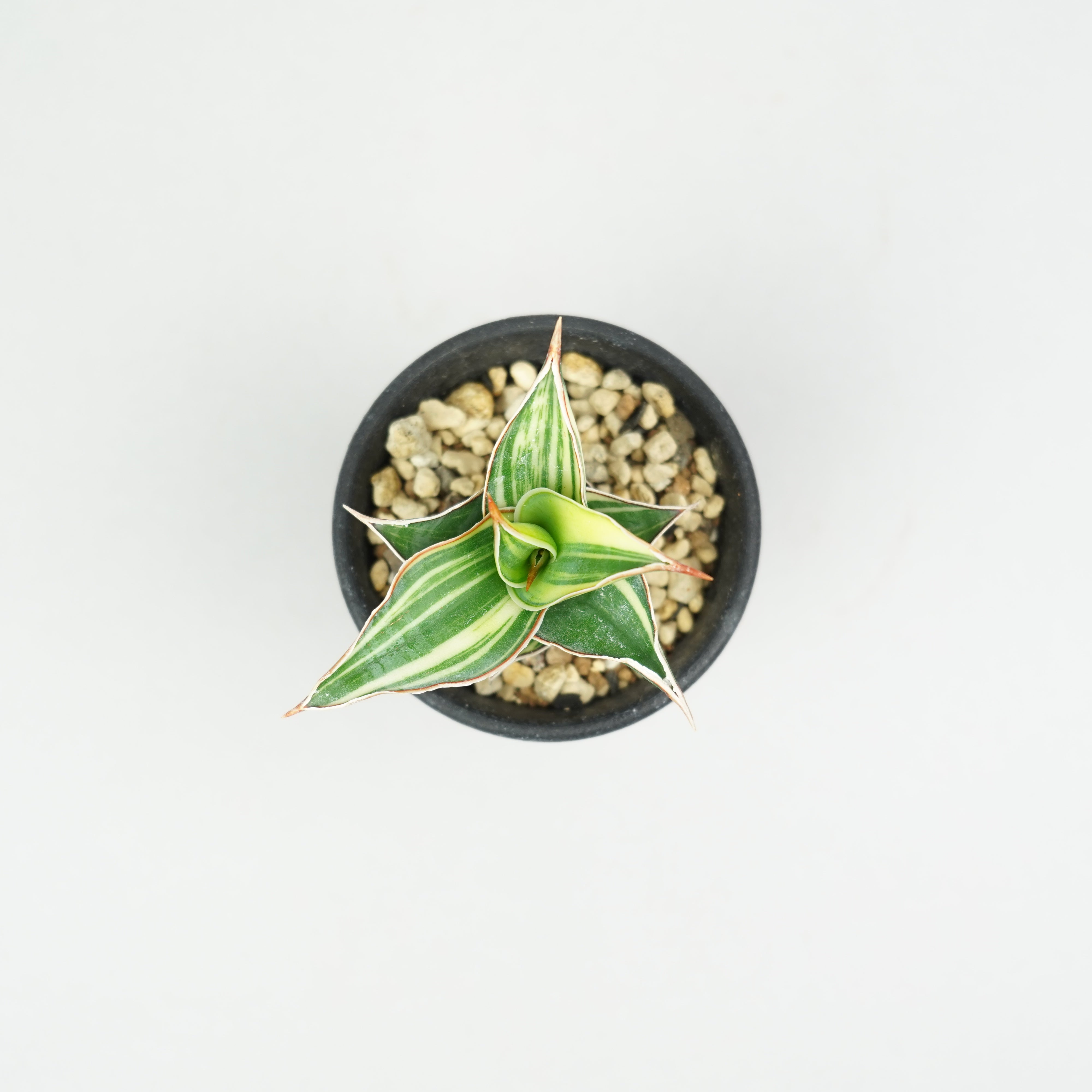 サンスベリア・ピングイキュラ 斑入り「Sansevieria 'Rorida