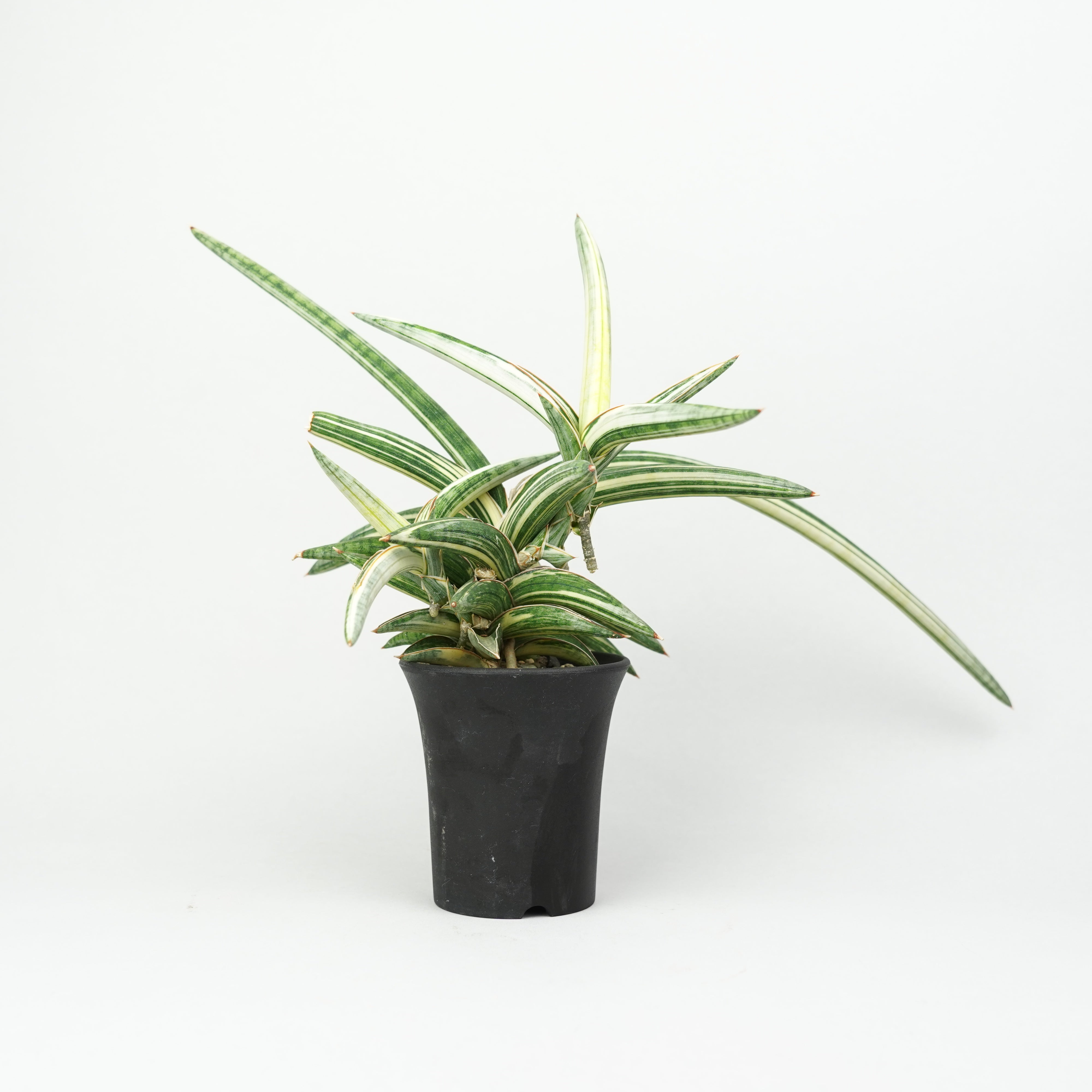 植物/希少植物etc/サンセベリア – Hachi-8