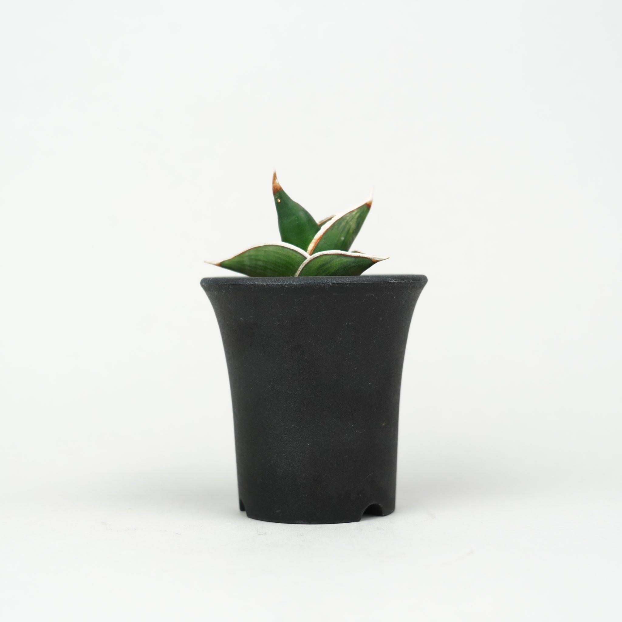 植物/希少植物etc/サンセベリア – Hachi-8