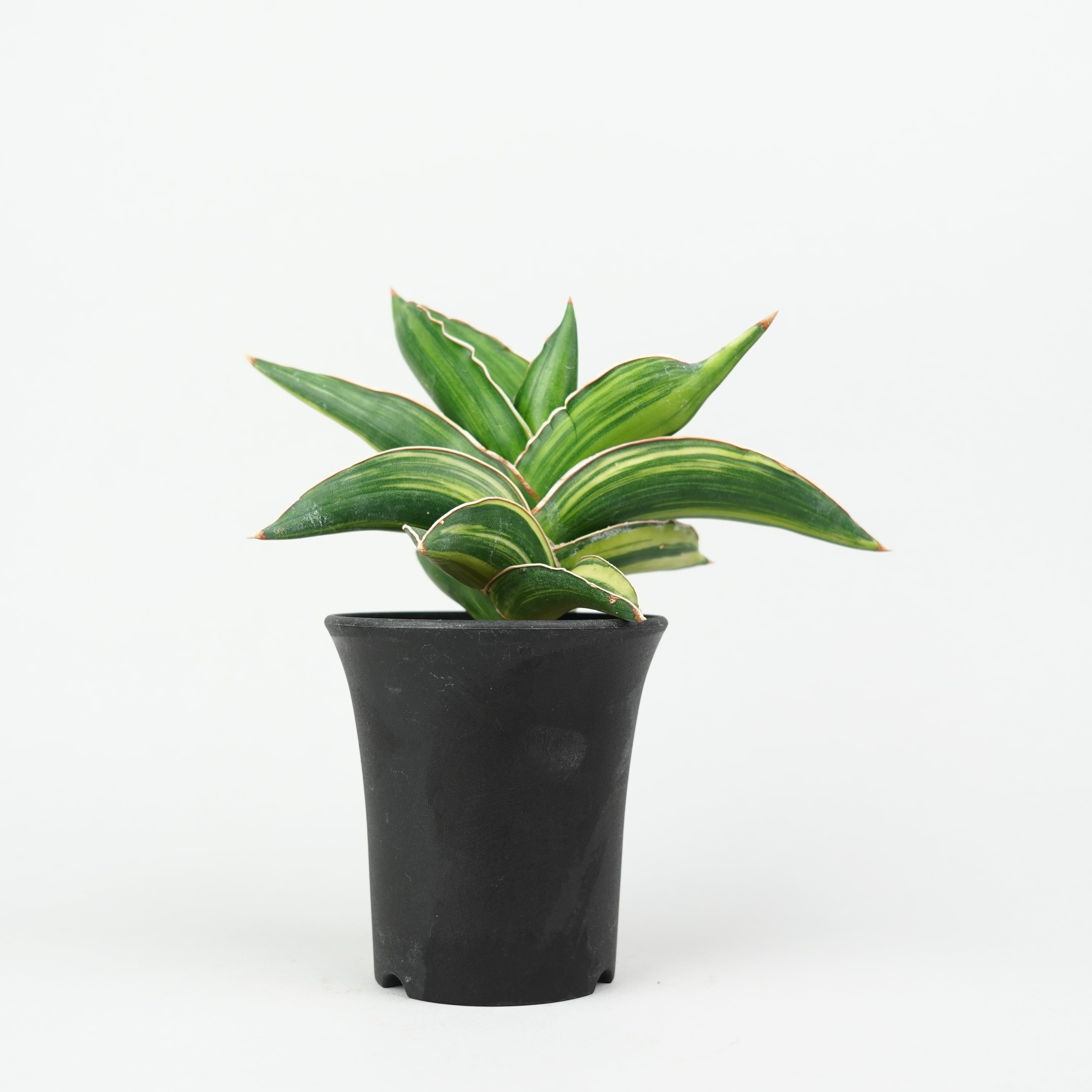 サンスベリア・サムライドワーフ 斑入り「Sansevieria 'Samurai Dwarf
