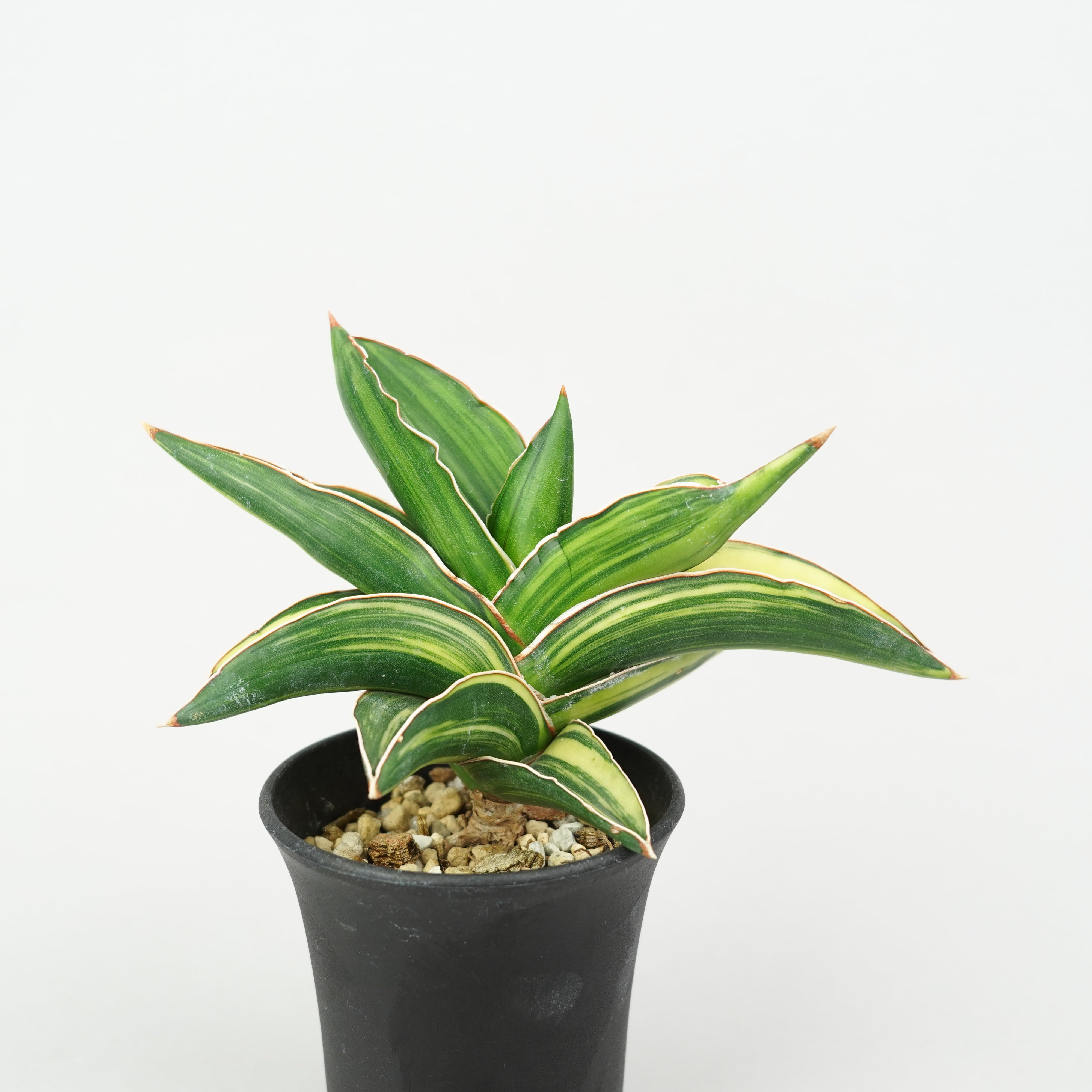 サンスベリア・サムライドワーフ 斑入り「Sansevieria 'Samurai Dwarf