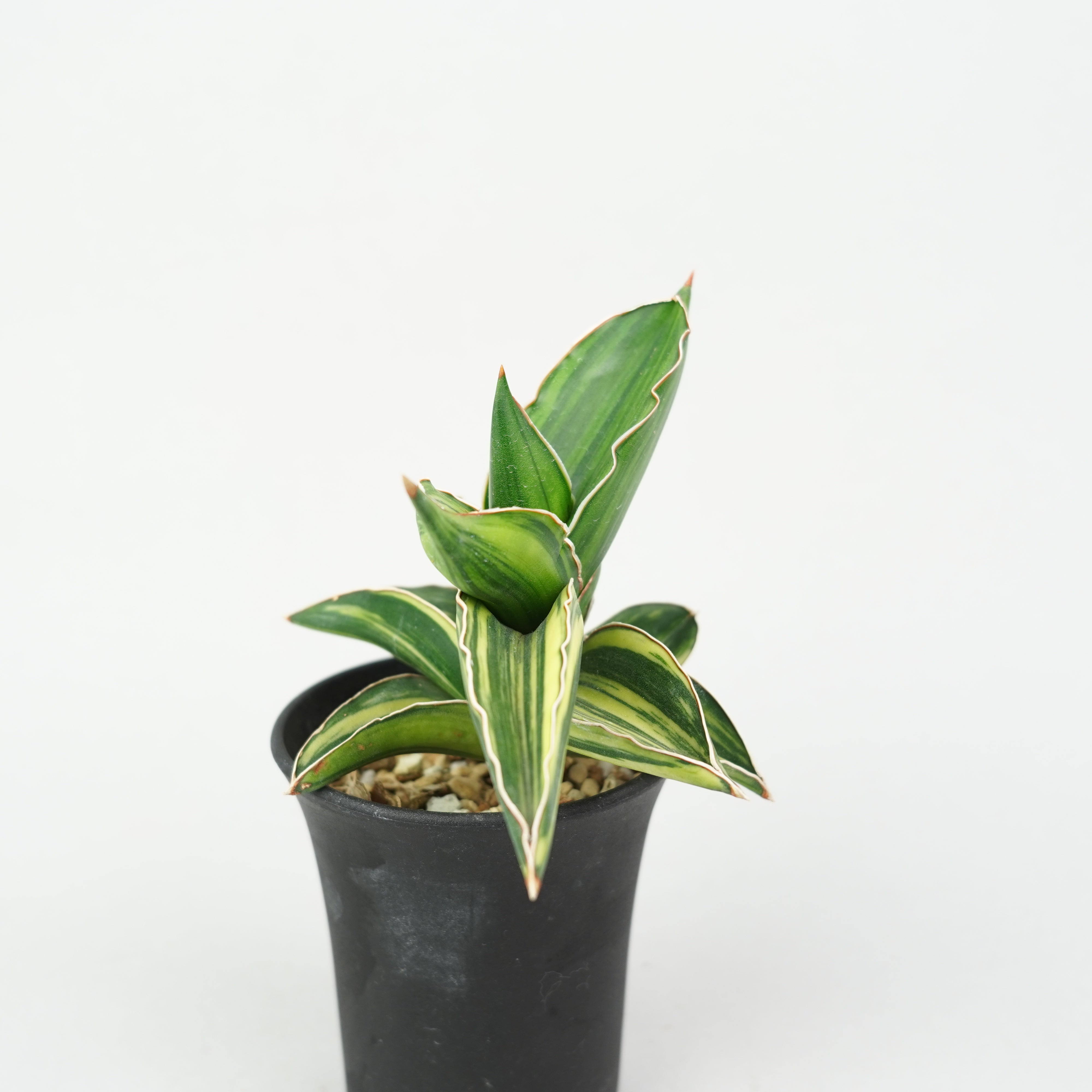 サンスベリア　サムライドワーフ　極上斑　多肉植物　ロリダ　ピングイキュラ サンスベリア・サムライドワーフ 斑入り「Sansevieria 'Samurai Dwarf