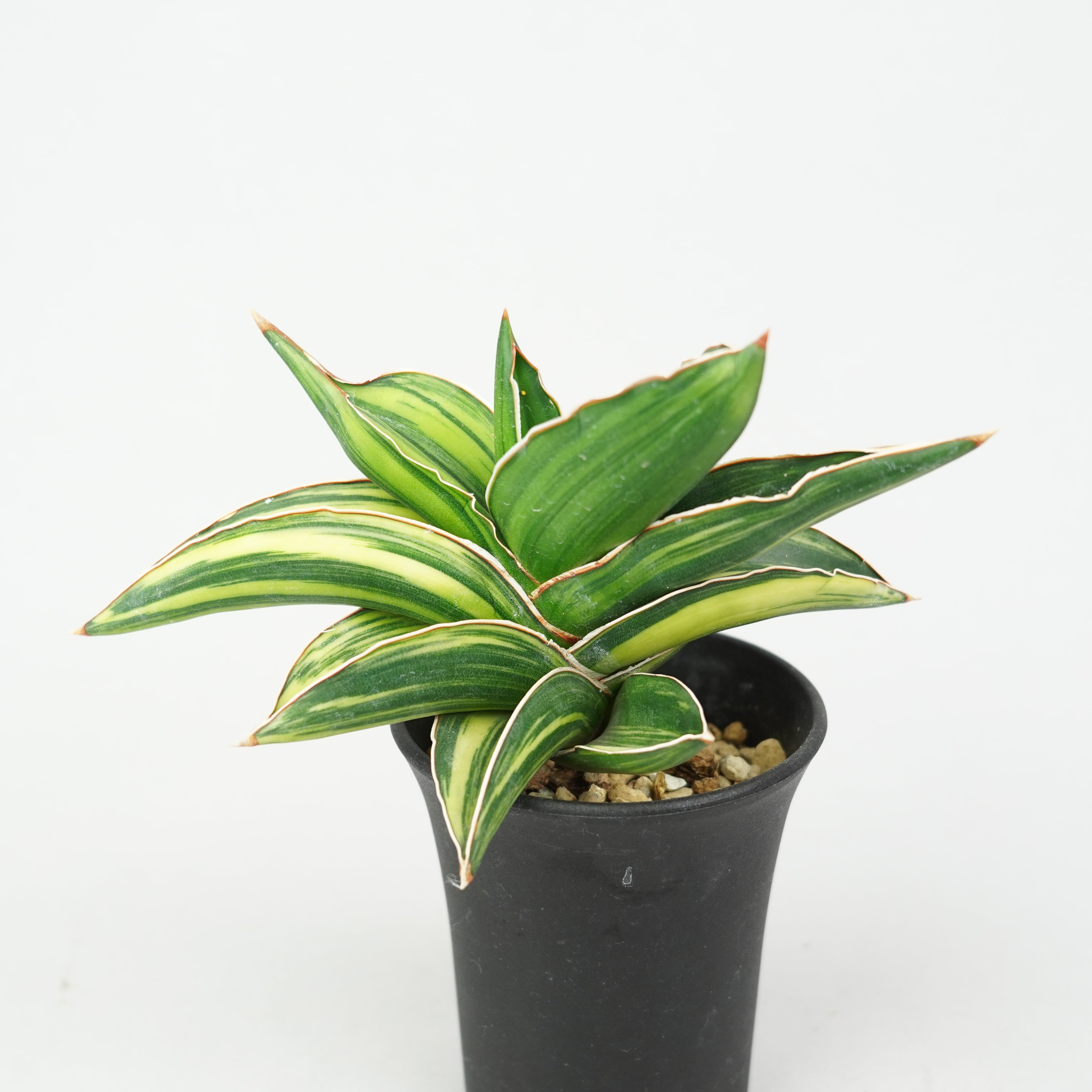 サンスベリア・サムライドワーフ 斑入り「Sansevieria 'Samurai Dwarf