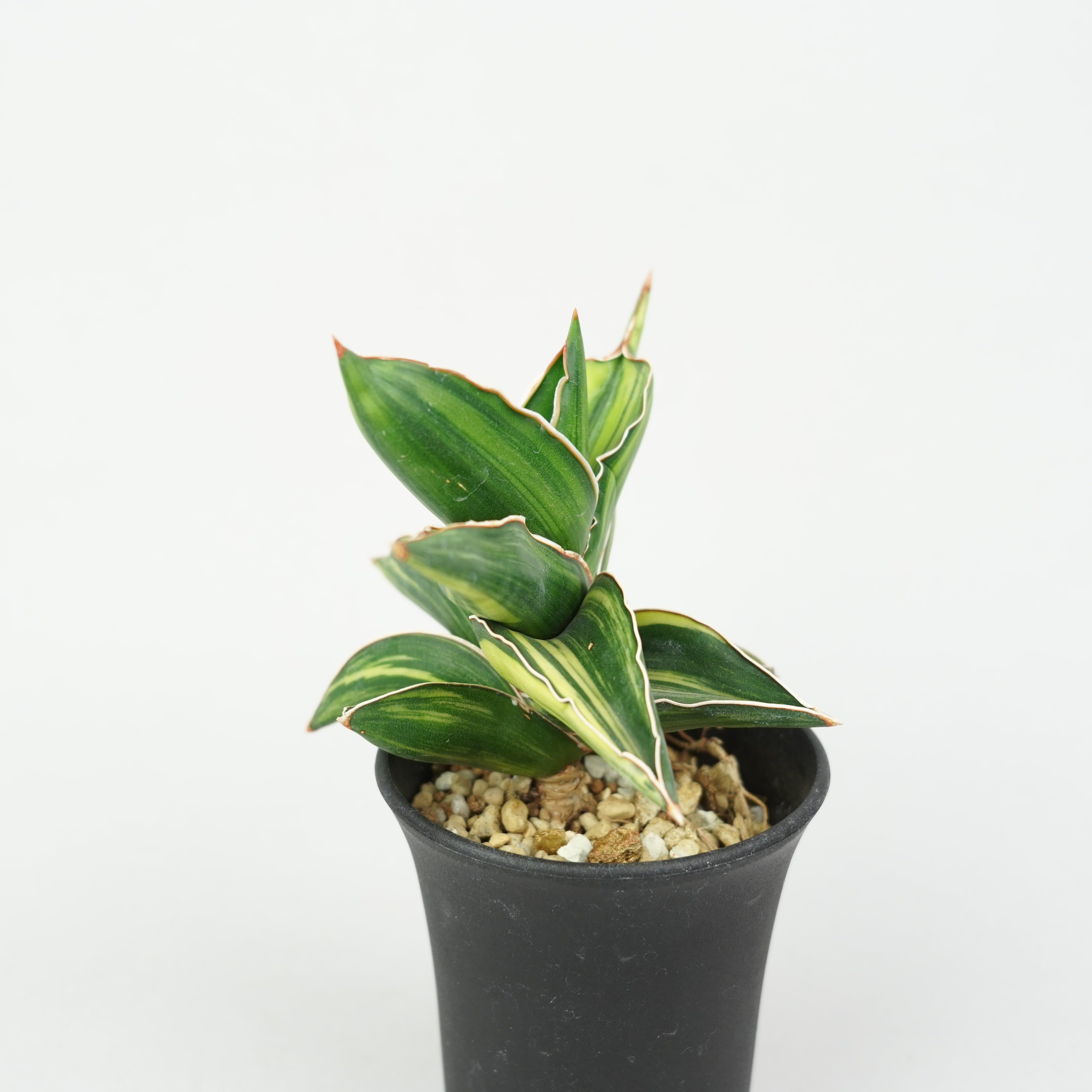 サンスベリア・サムライドワーフ 斑入り「Sansevieria 'Samurai Dwarf