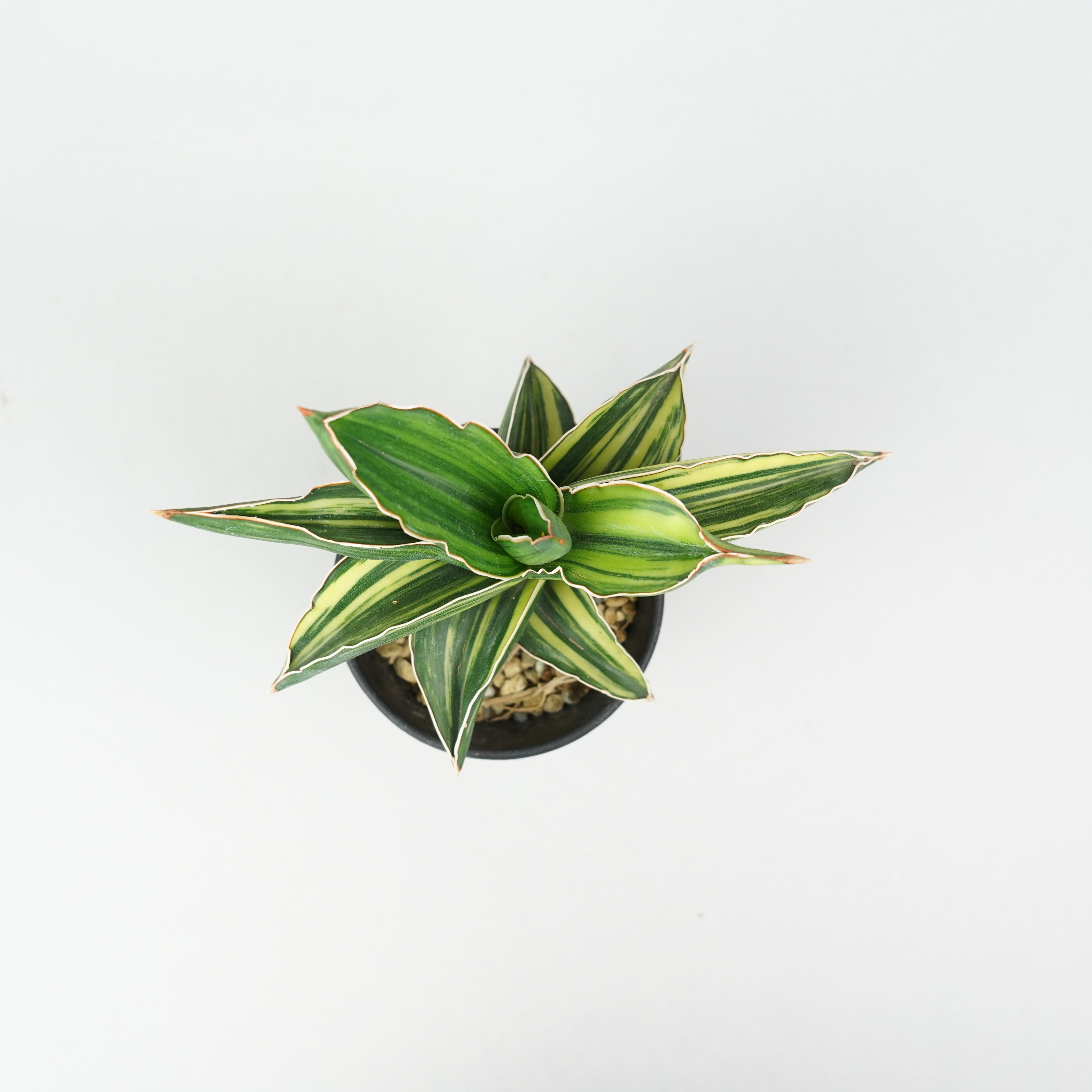 サンスベリア・サムライドワーフ 斑入り「Sansevieria 'Samurai Dwarf