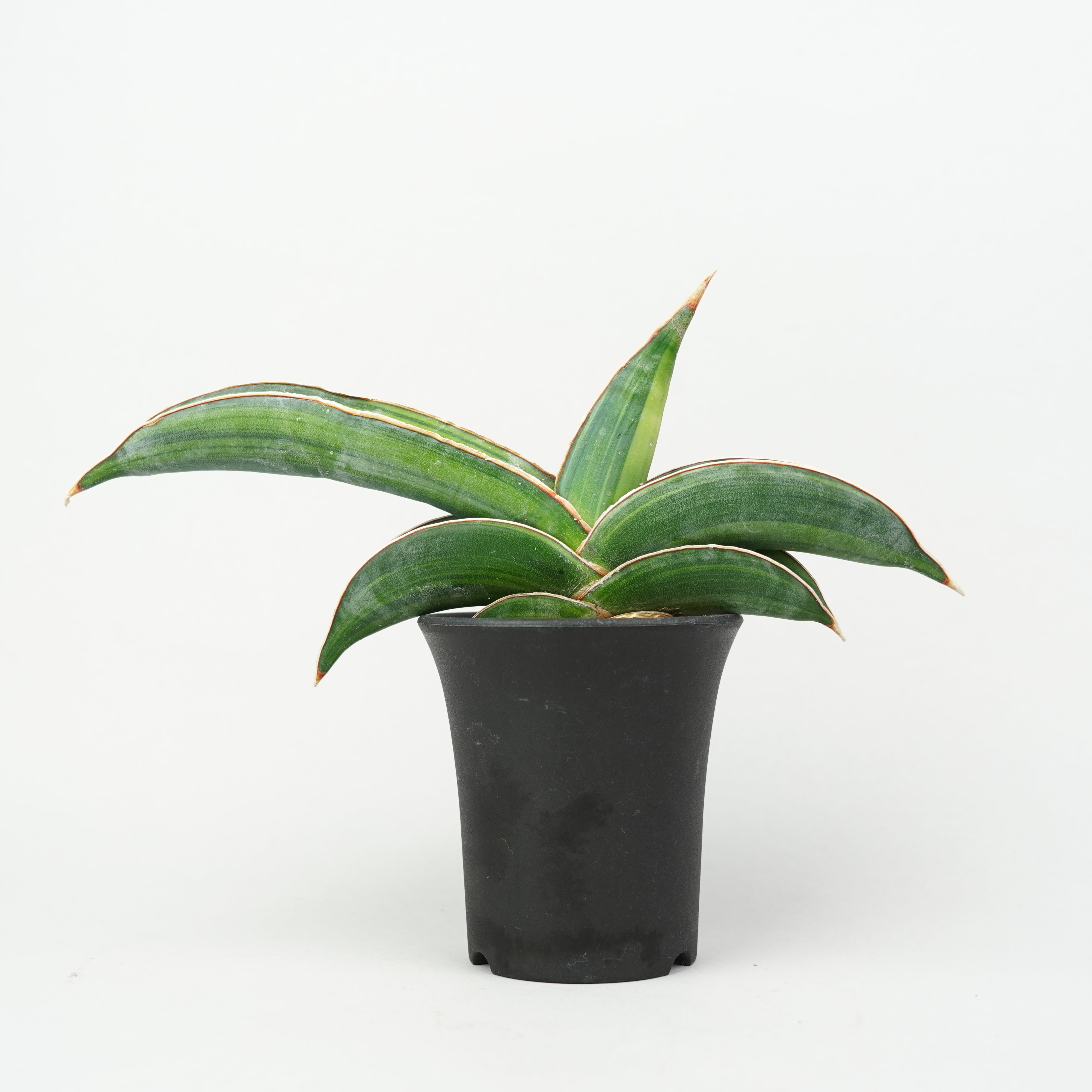 サンスベリア・エーレンベルギー 'バナナ' 斑入り「Sansevieria