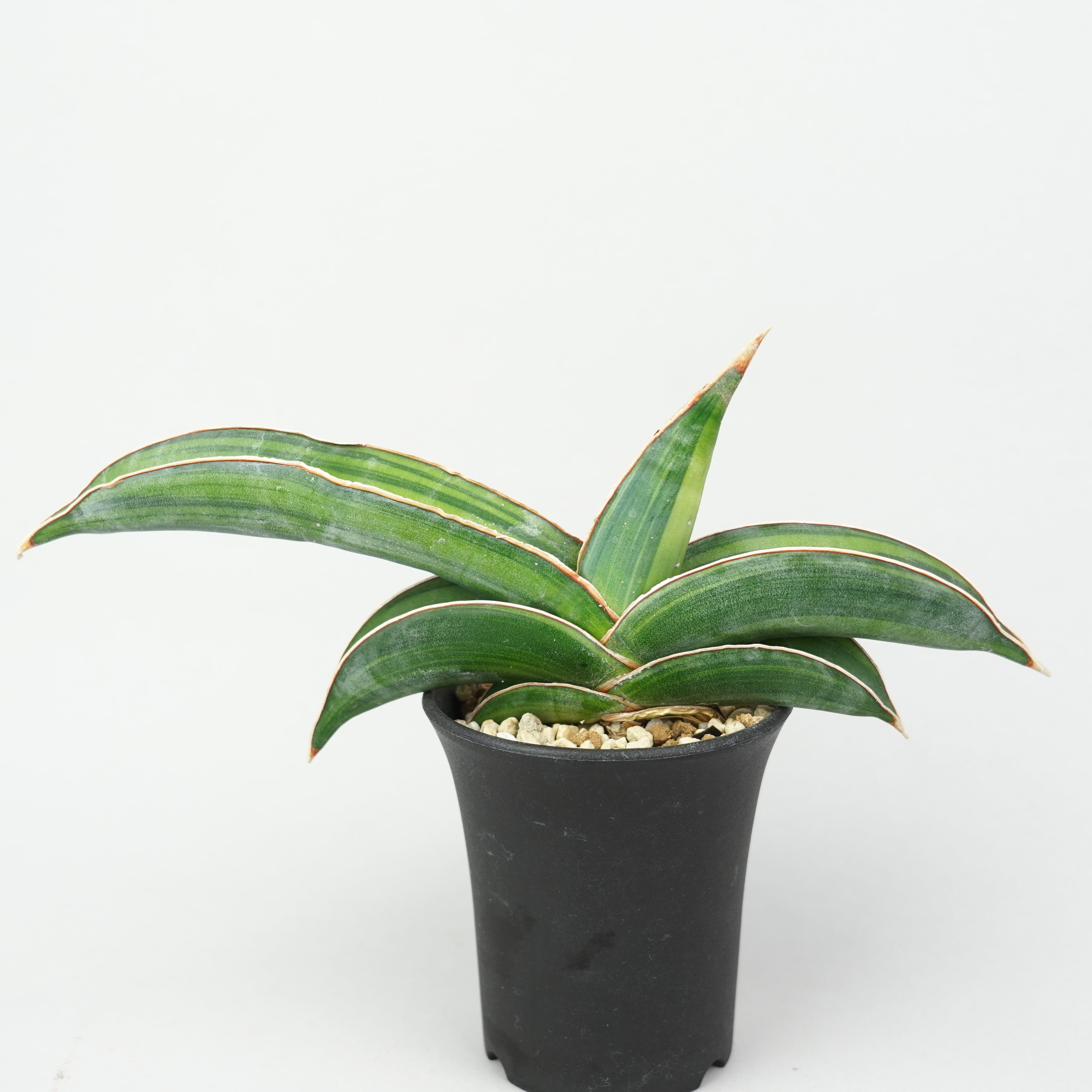 サンスベリア バナナ 斑入 S.Banana Variegated 2 サンスベリア・エーレンベルギー 'バナナ' 斑入り「Sansevieria