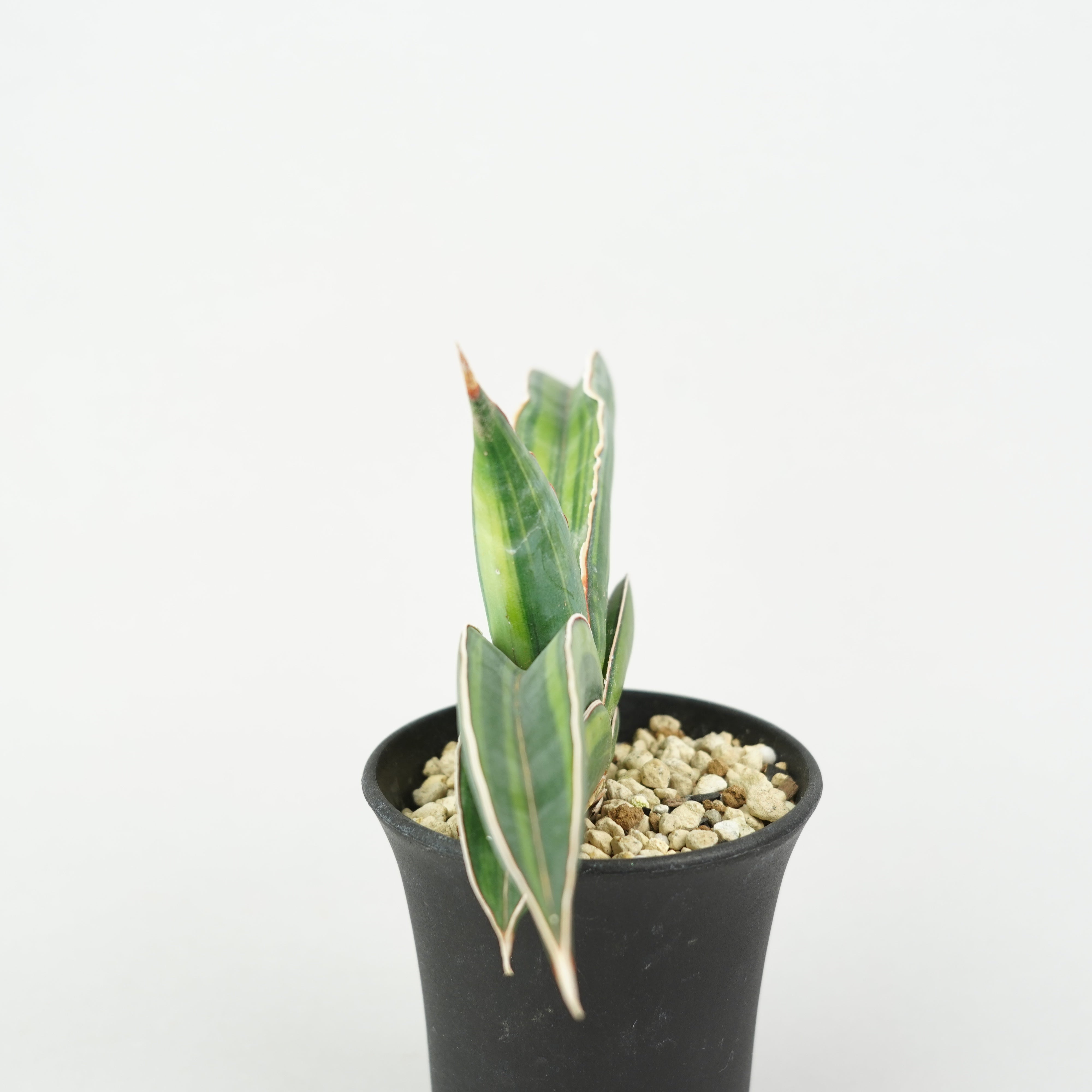 サンスベリア・エーレンベルギー 'バナナ' 斑入り「Sansevieria