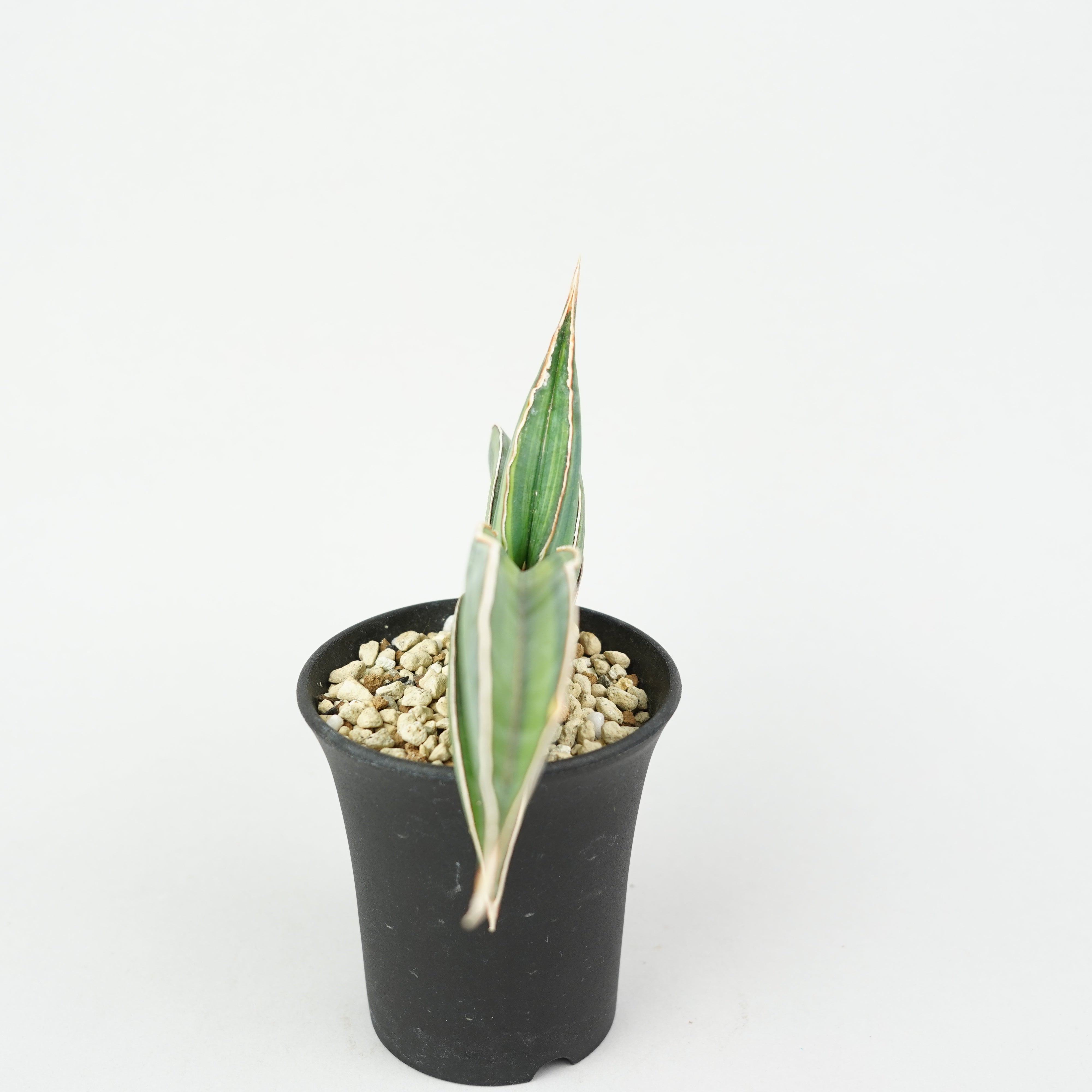 サンスベリア バナナ 斑入 S.Banana Variegated 2 サンスベリア・エーレンベルギー 'バナナ' 斑入り「Sansevieria