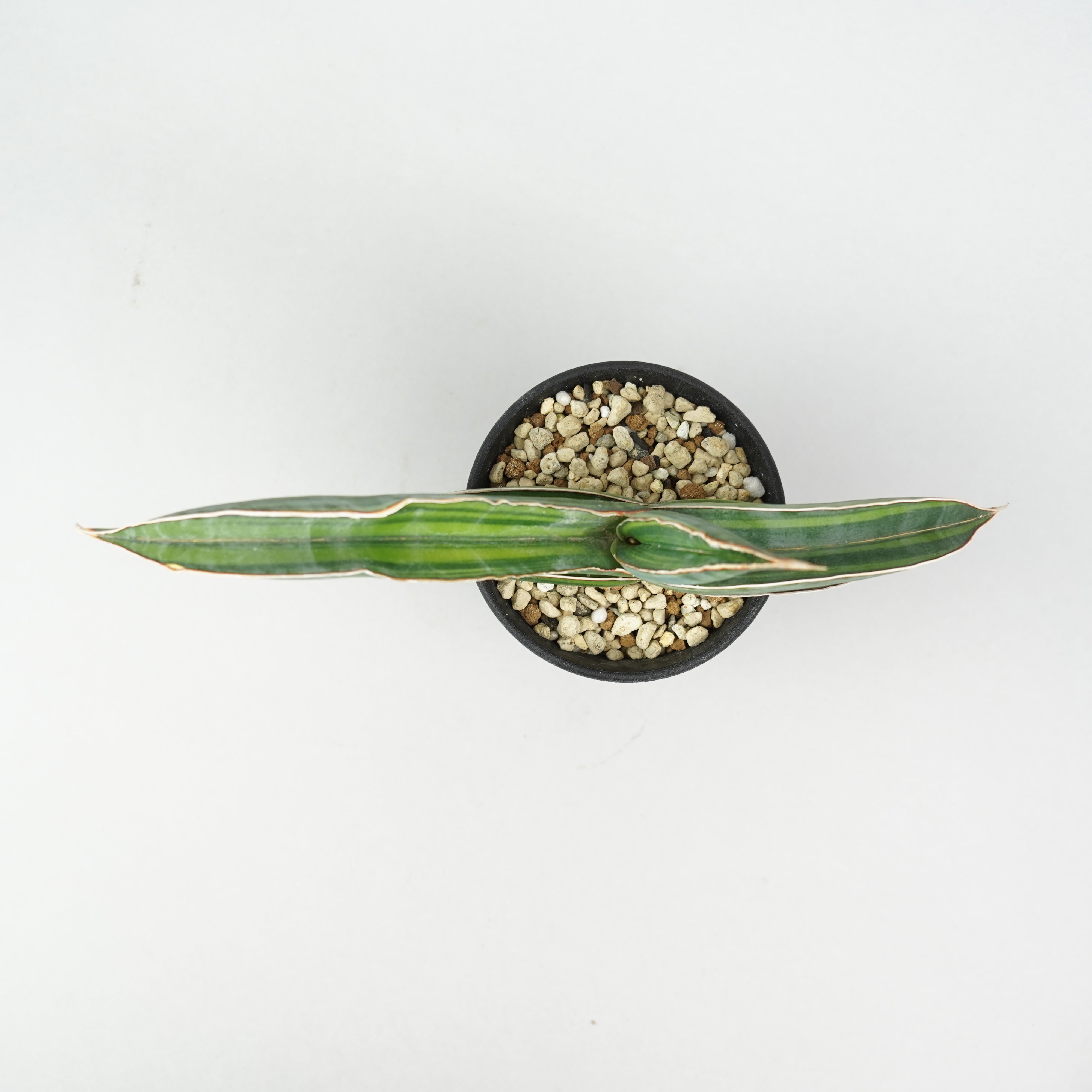 サンスベリア・エーレンベルギー 'バナナ' 斑入り「Sansevieria