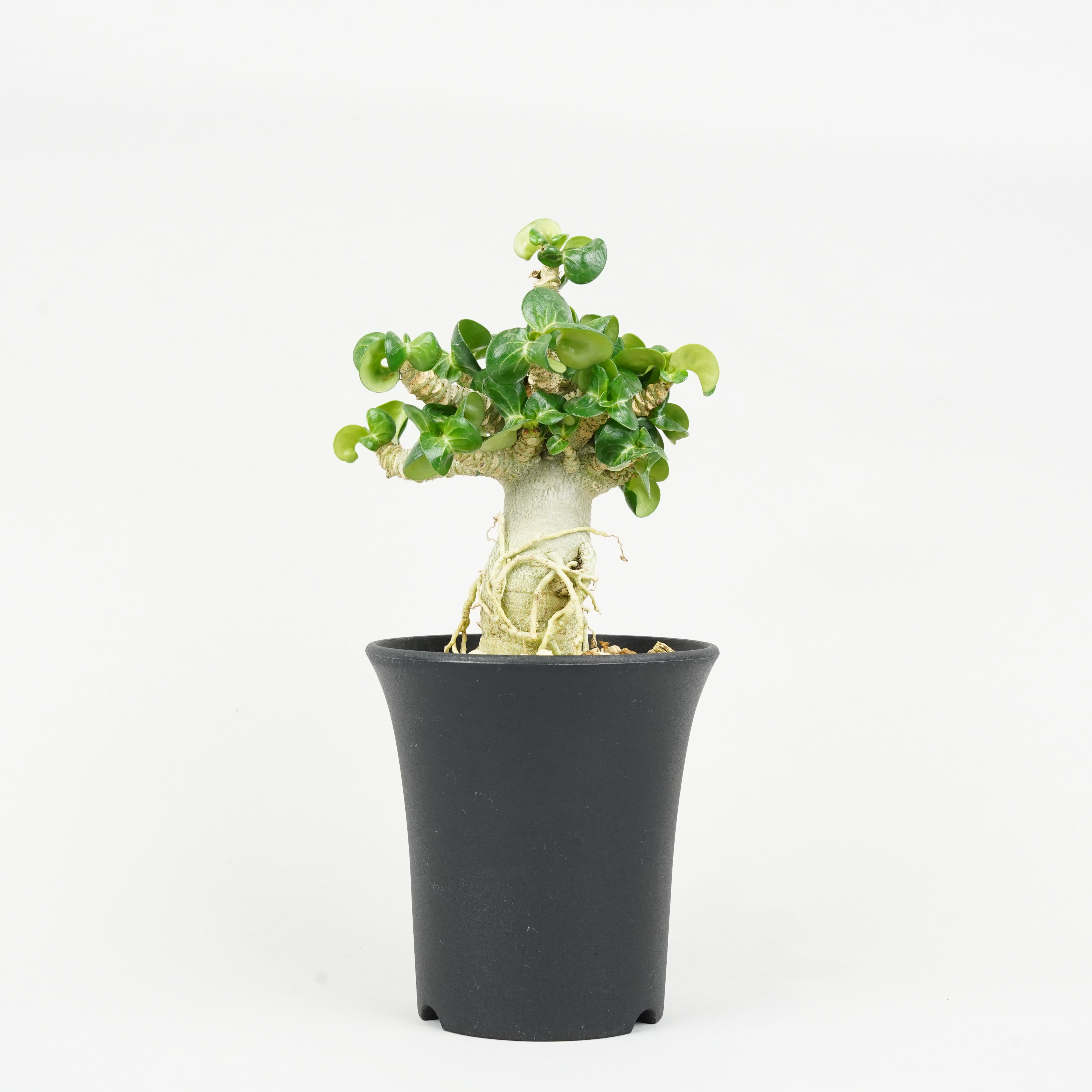 植物/D.H.A(獅子葉) – Hachi-8