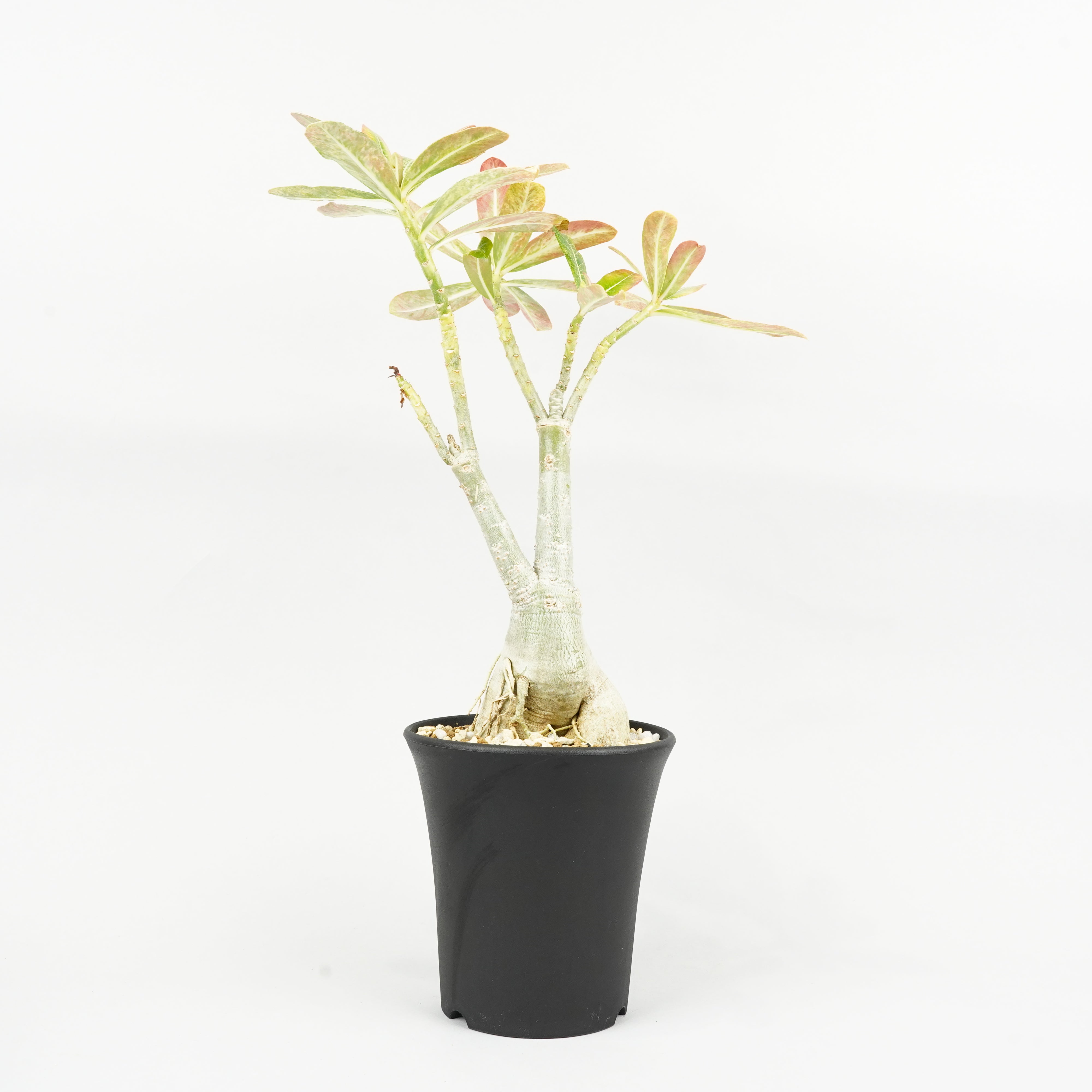 アデニウム/斑入り – Hachi-8