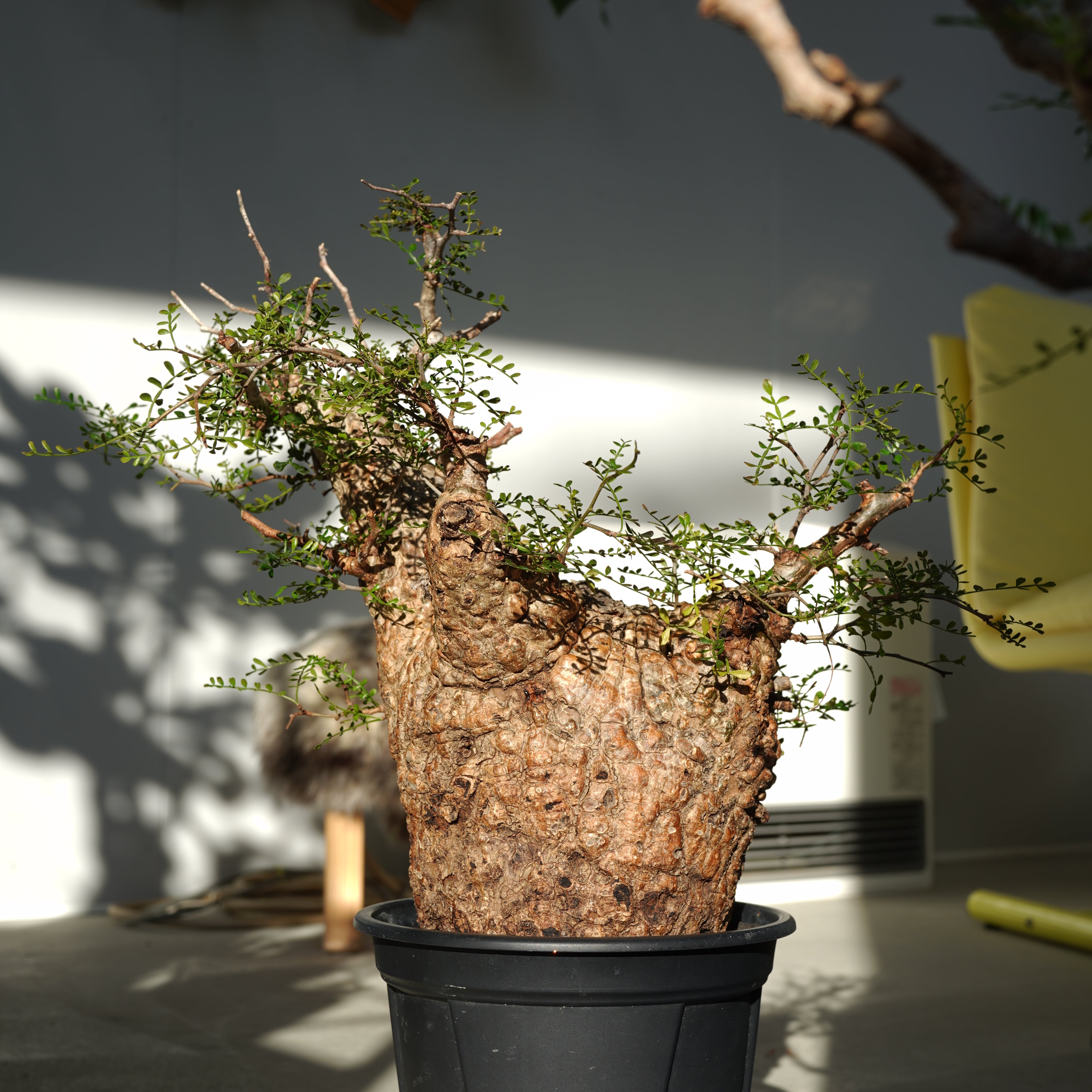 おしゃれな植木鉢や珍しい観葉植物を販売｜鉢と植物専門店 HACHI-8