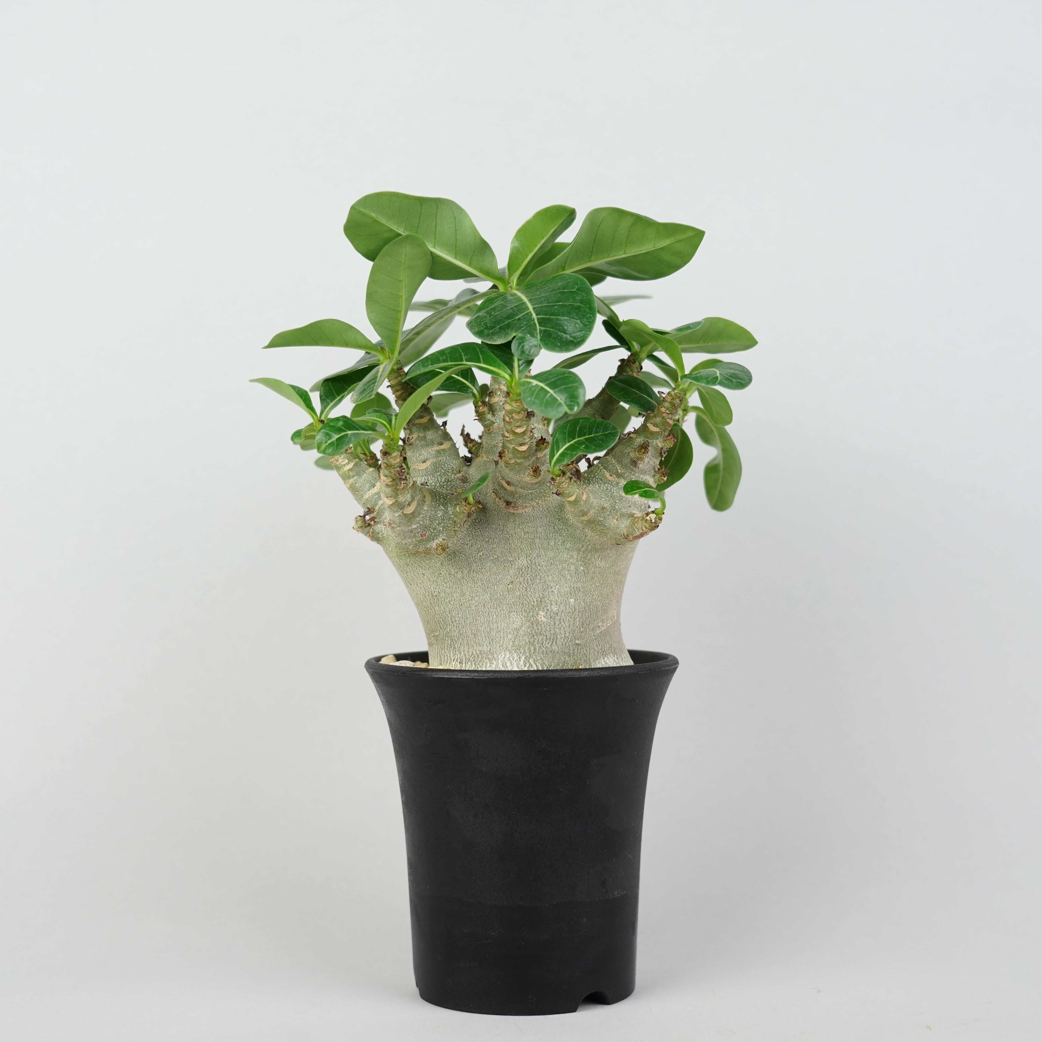 植物/アデニウム/ドワーフ – Hachi-8