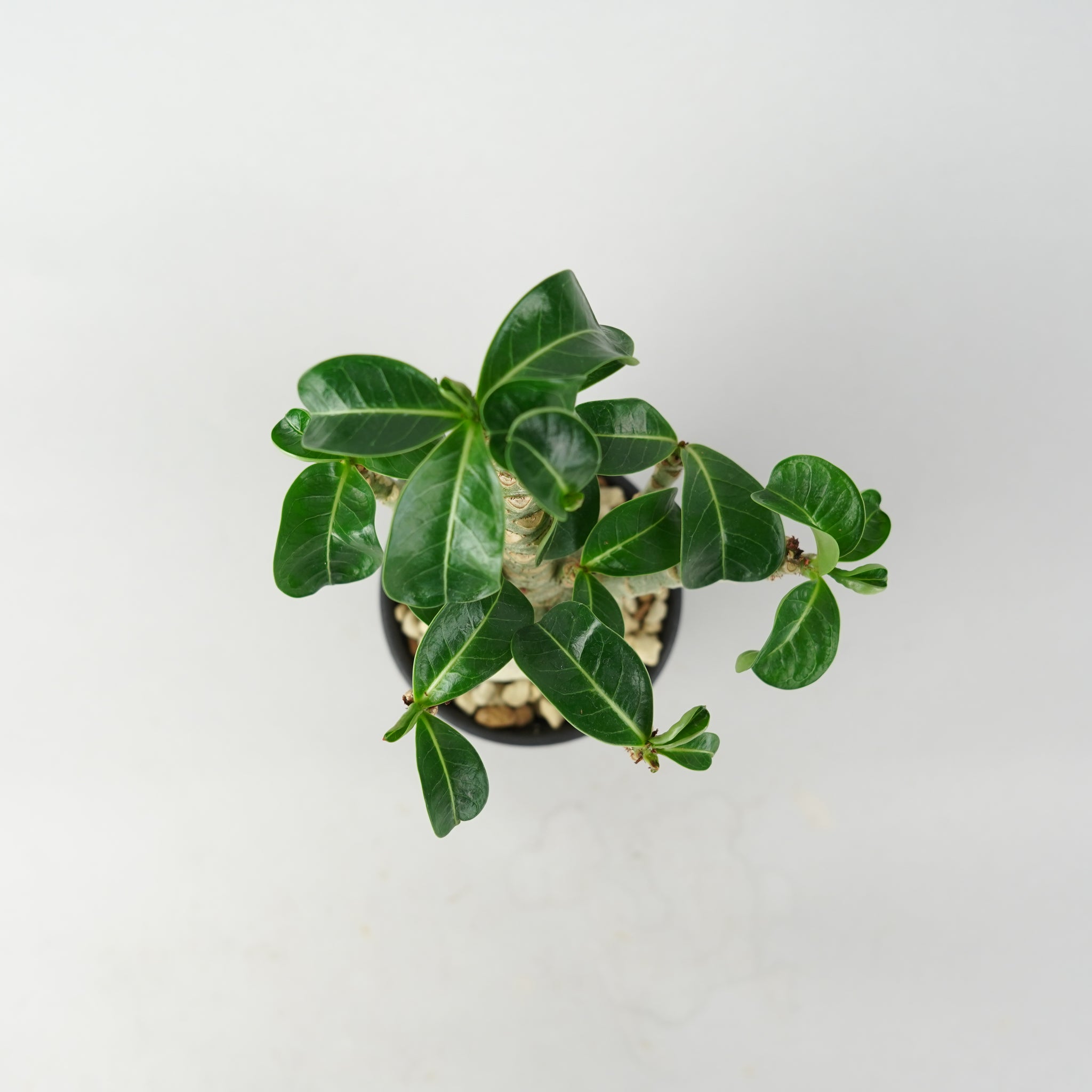 アデニウム・メデューサ・D.H.A (獅子葉)「Adenium 'Medusa' D.H.A
