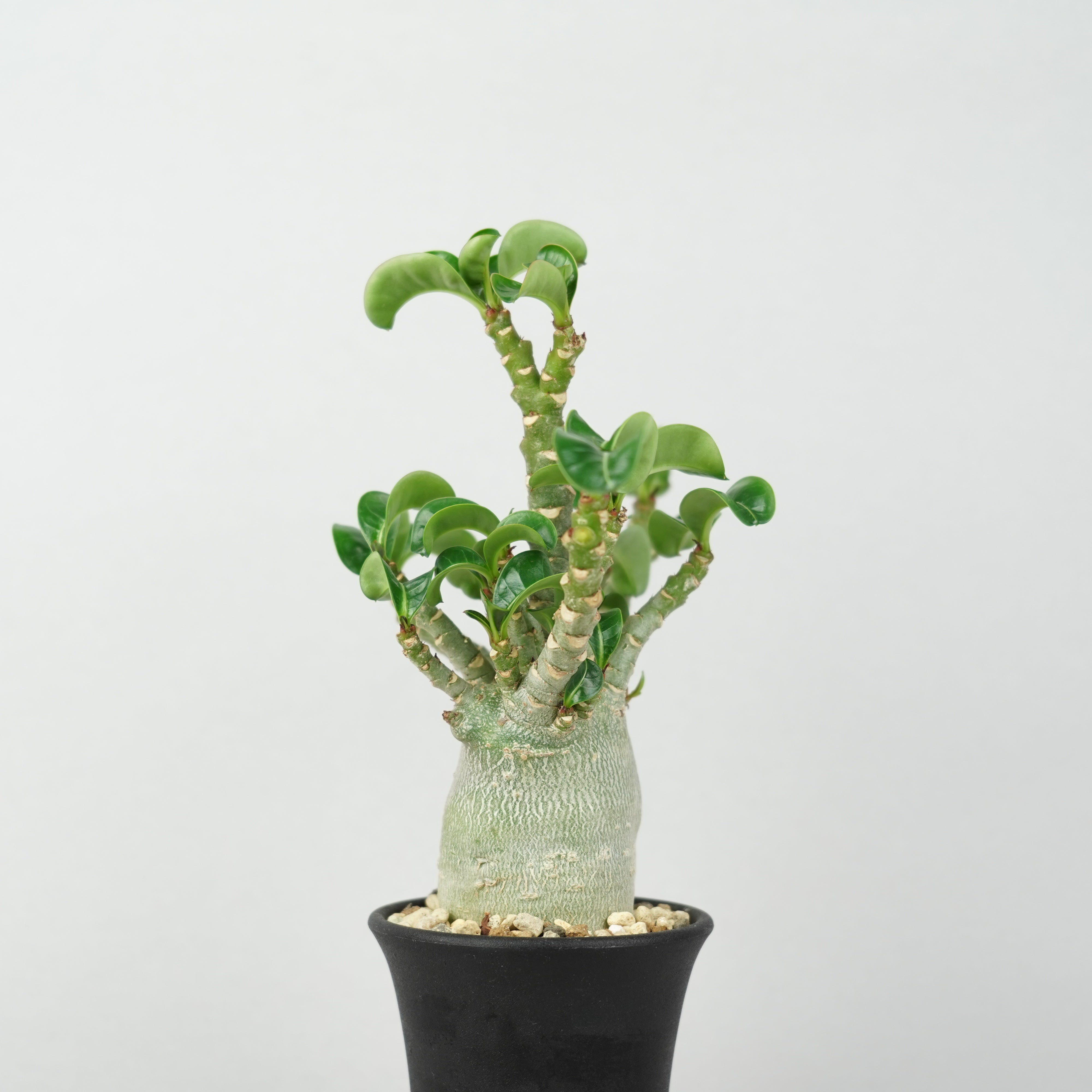 アデニウム メデューサ DHA 極美 Adenium Medusa DHA アデニウム・メデューサ・D.H.A (獅子葉)「Adenium 'Medusa' D.H.A