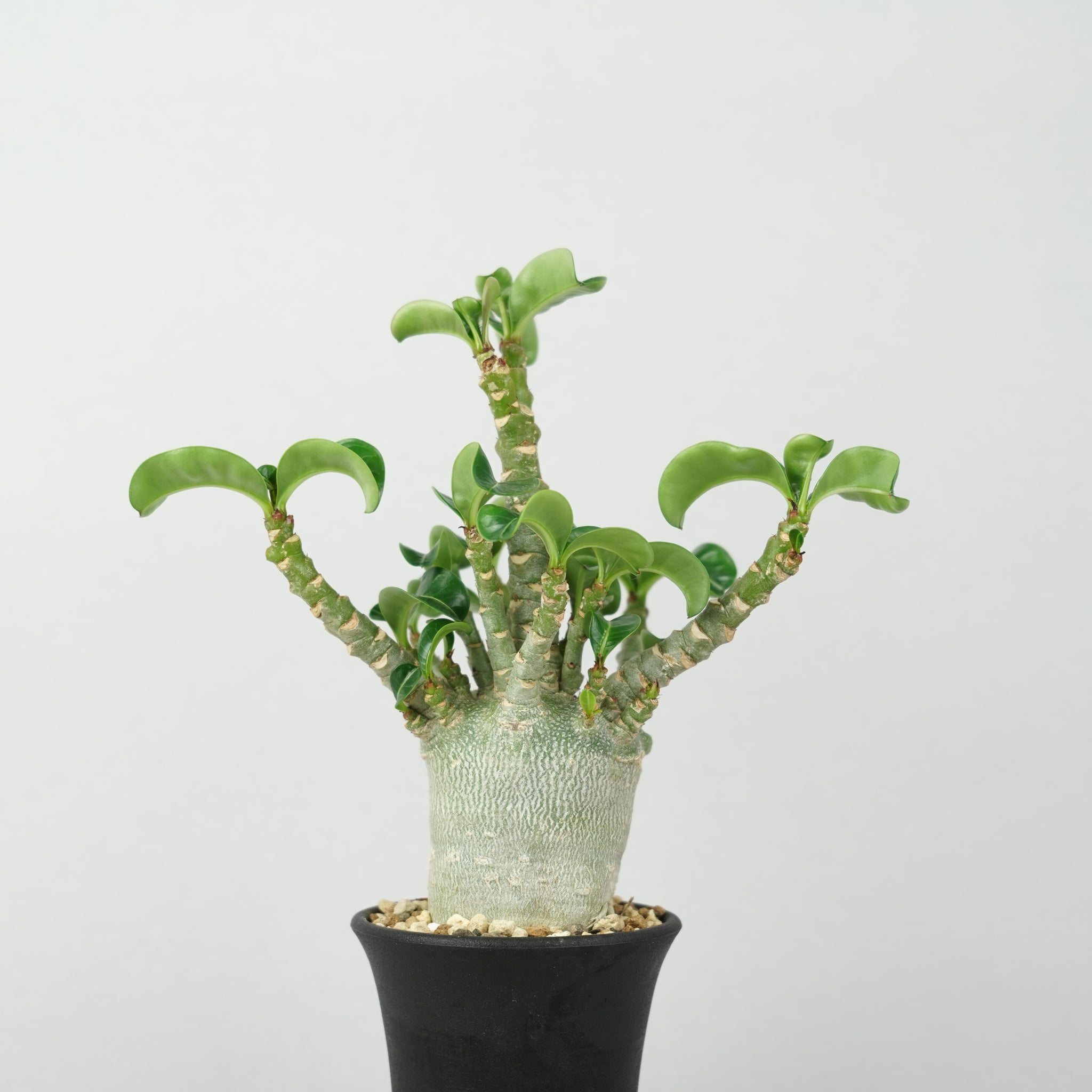 アデニウム・メデューサ・D.H.A (獅子葉)「Adenium 'Medusa' D.H.A