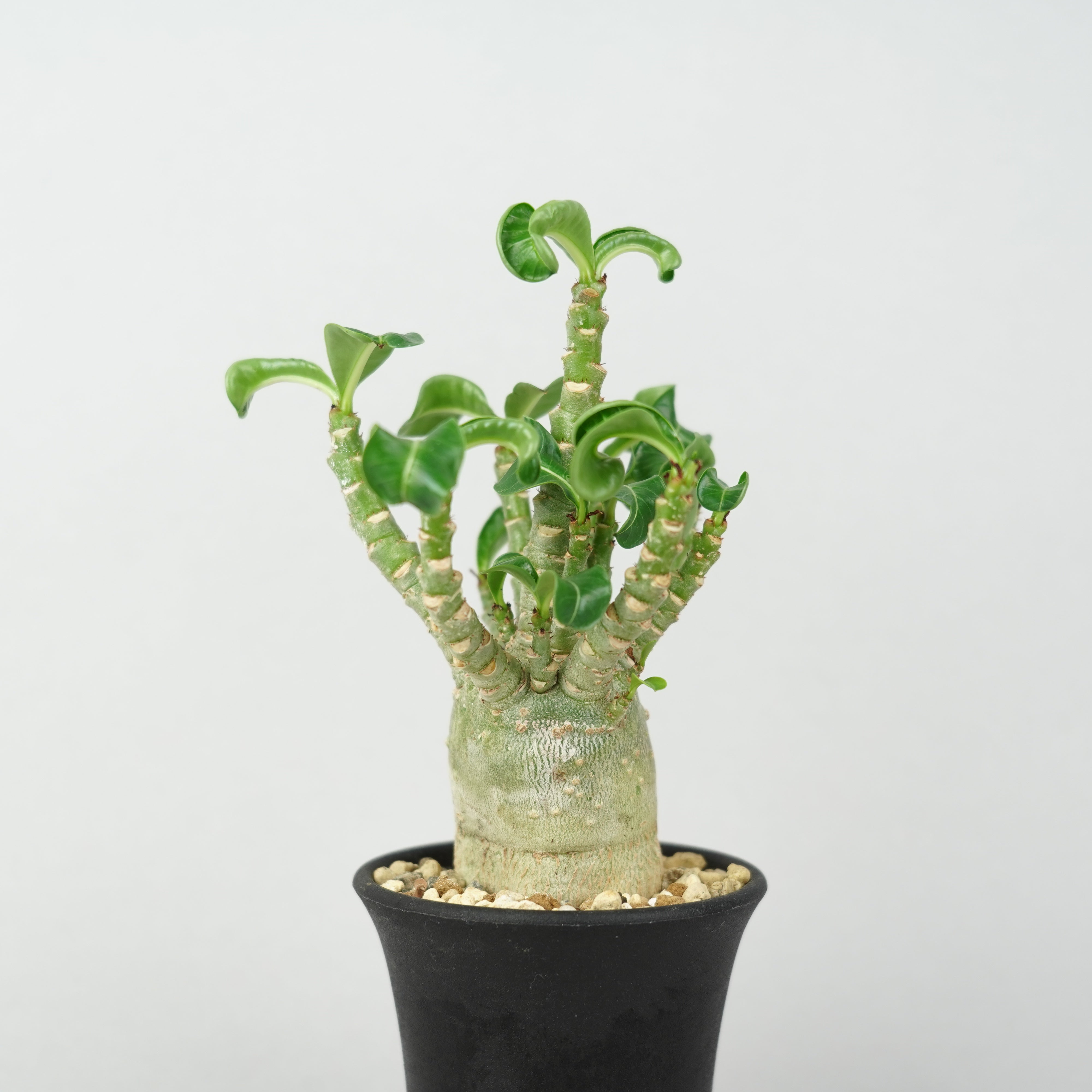 アデニウム メデューサ DHA 極美 Adenium Medusa DHA アデニウム・メデューサ・D.H.A (獅子葉)「Adenium 'Medusa' D.H.A