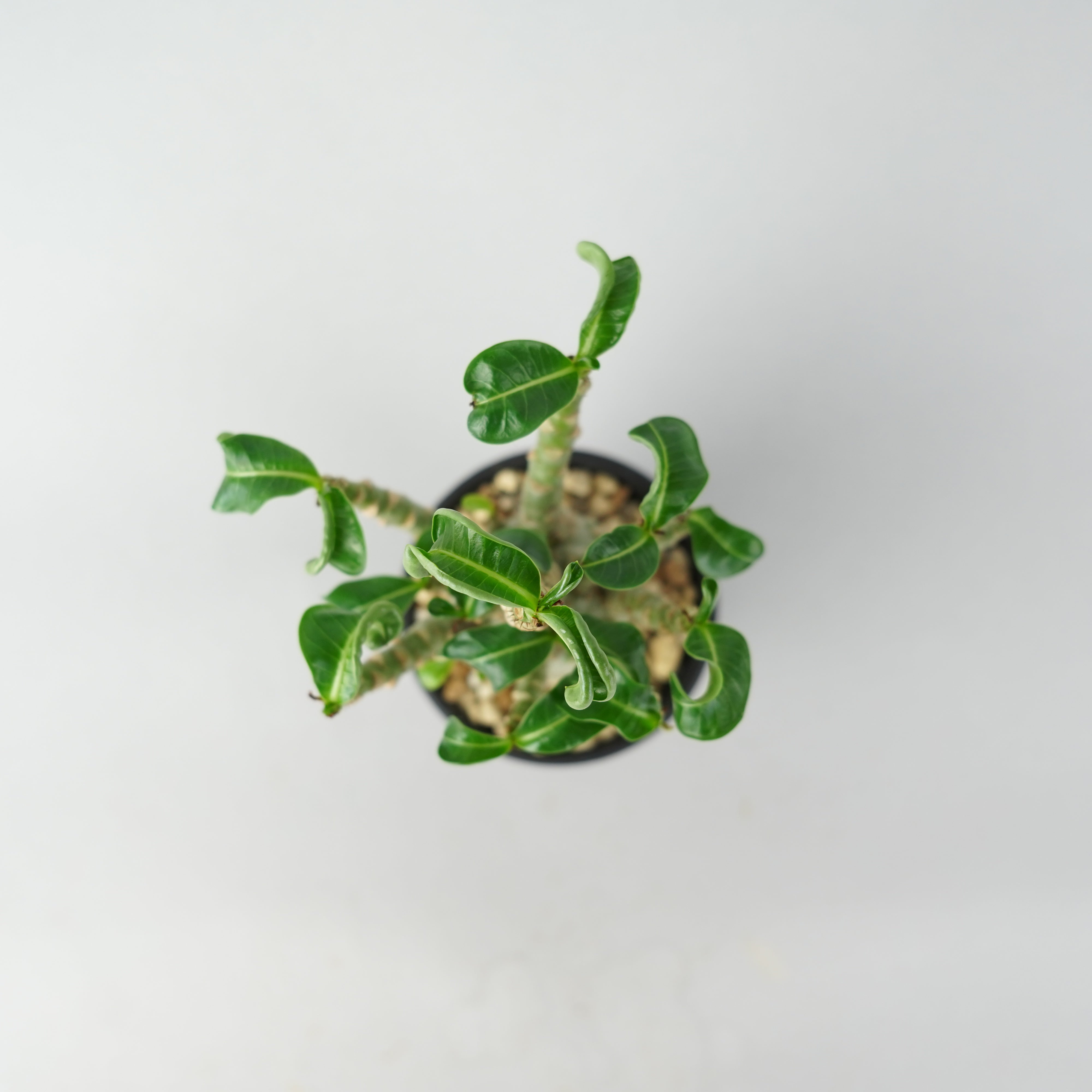 アデニウム・メデューサ・D.H.A (獅子葉)「Adenium 'Medusa' D.H.A