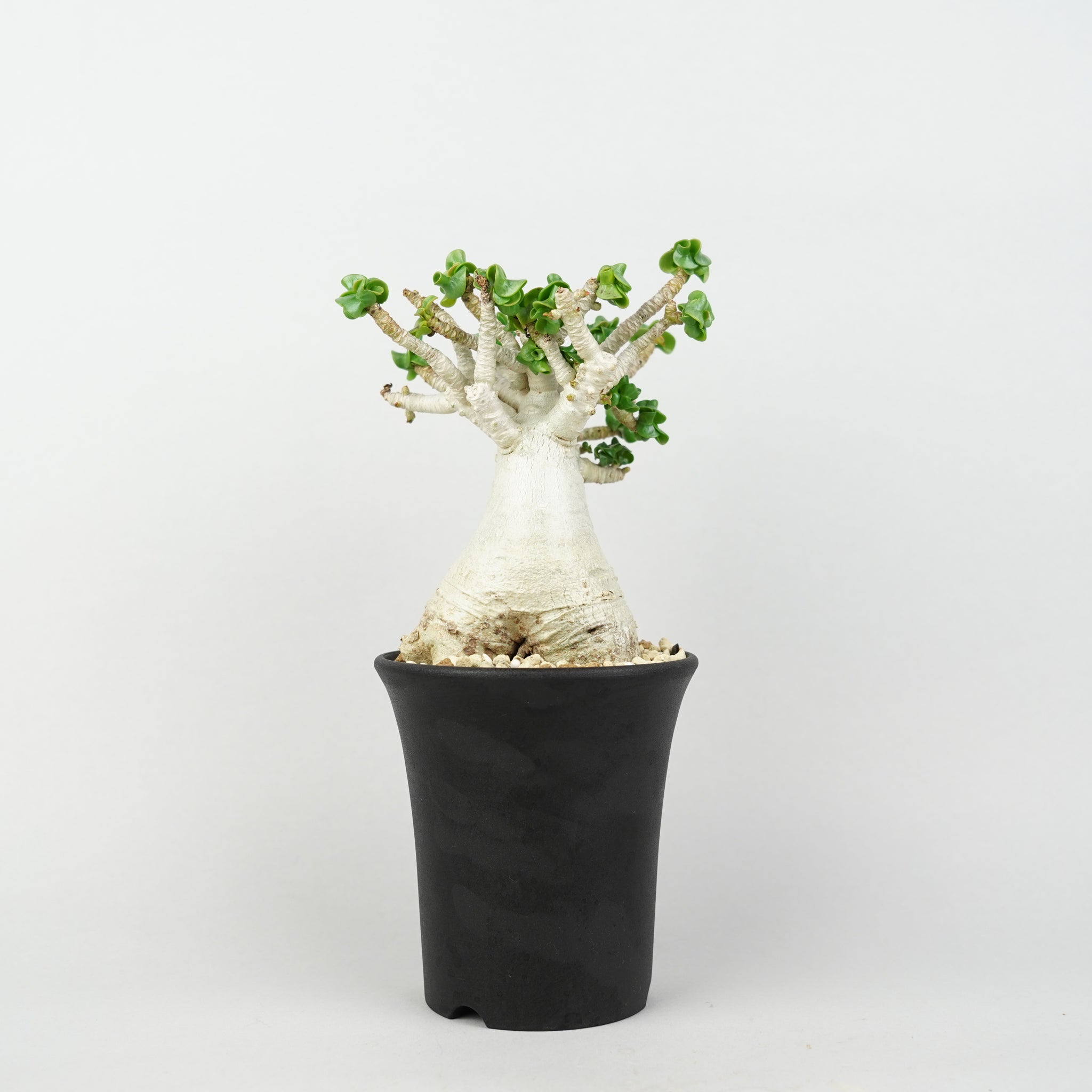 植物/アデニウム/D.H.A(獅子葉) – Hachi-8