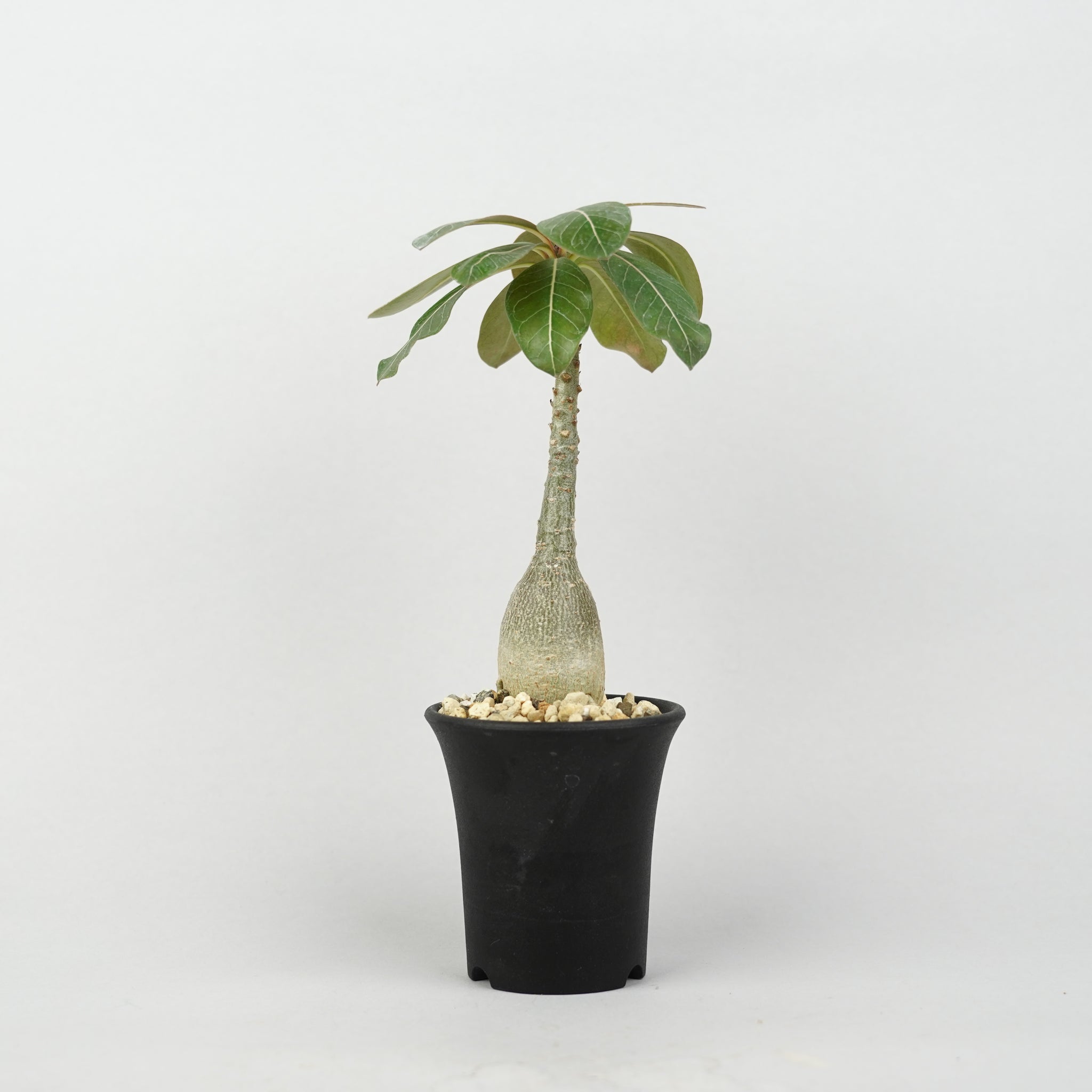 おしゃれな植木鉢や珍しい観葉植物を販売｜鉢と植物専門店 HACHI-8