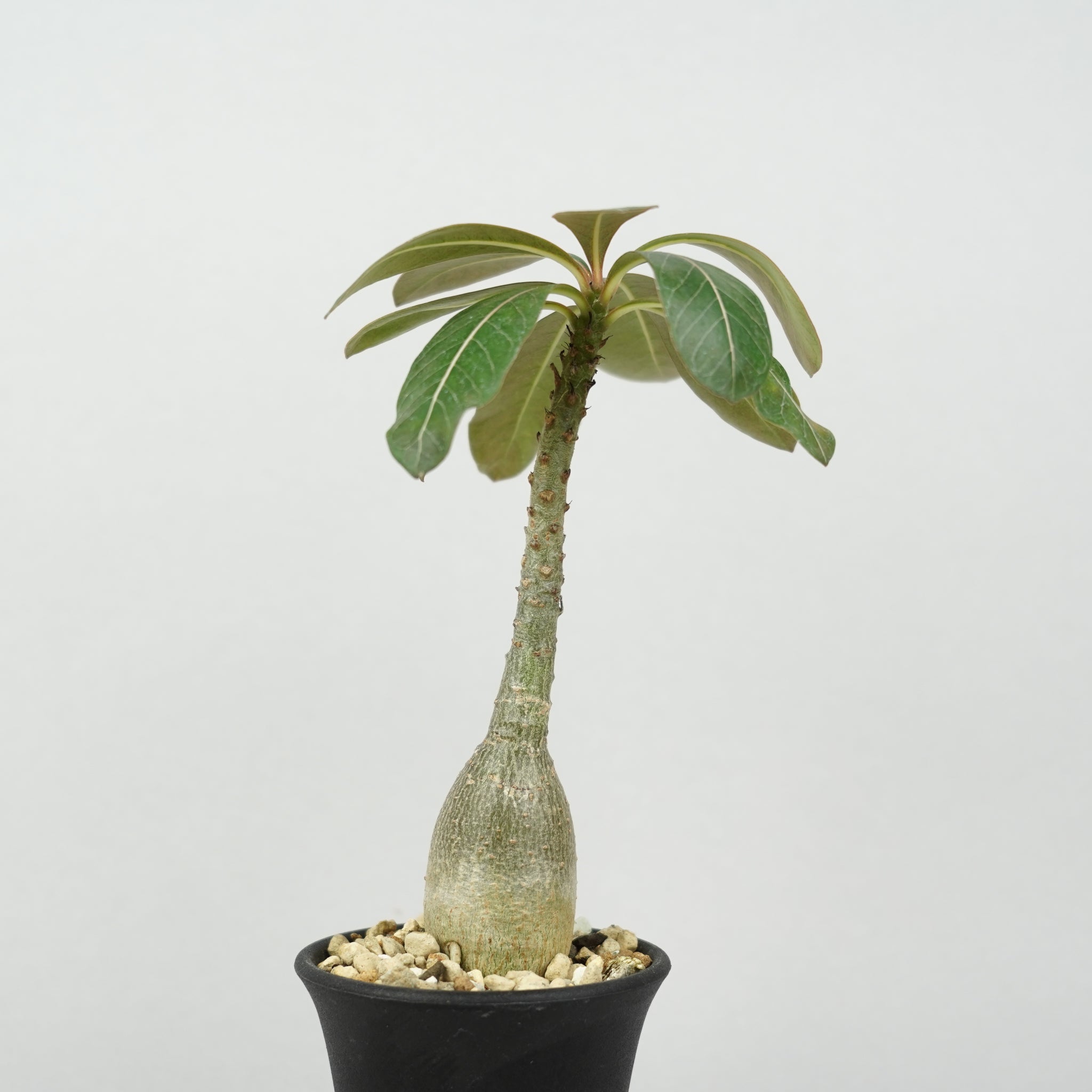 アデニウム　純血ソコトラナム アデニウム・ソコトラナム「Adenium Socotranum」/AD0572 – Hachi-8