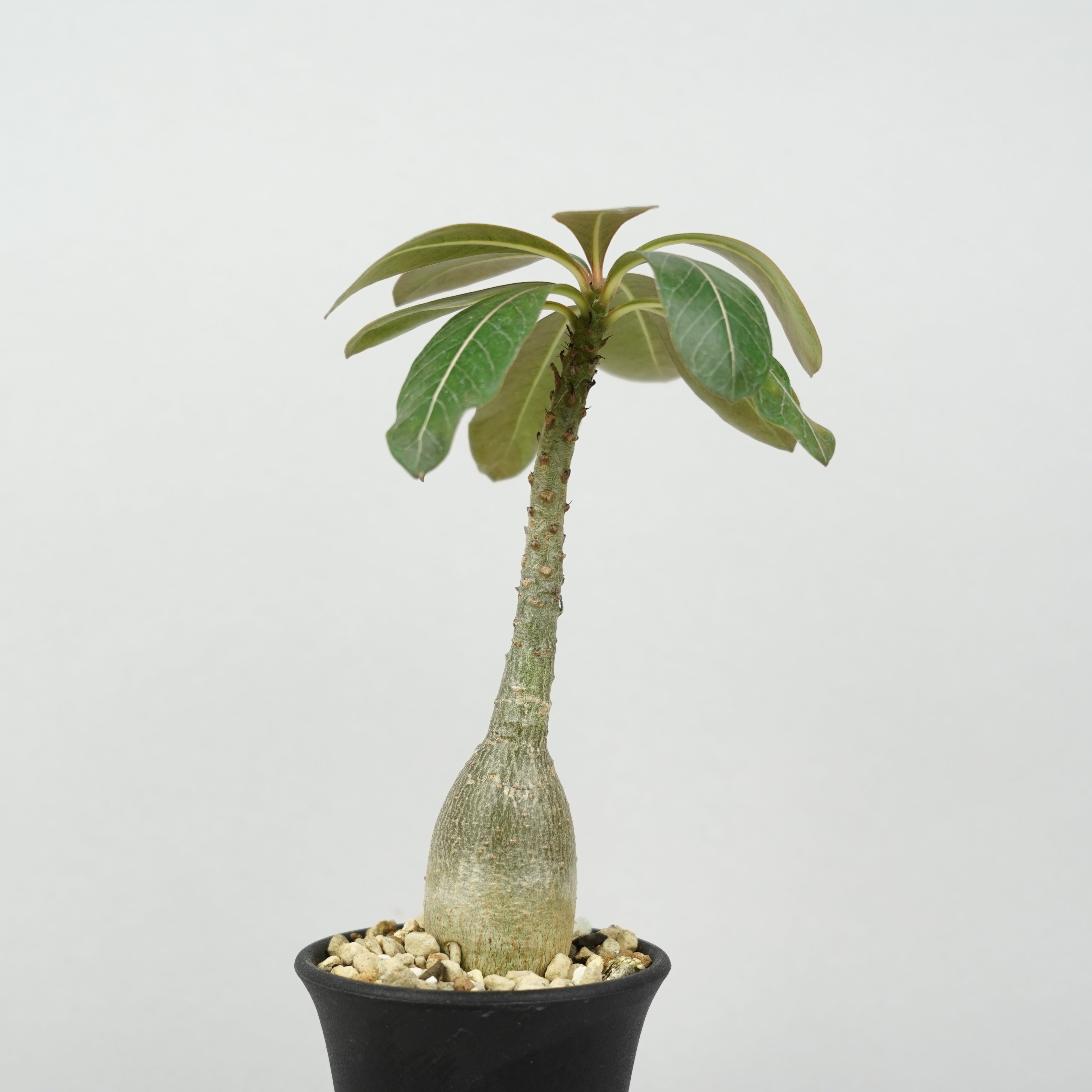 アデニウム・ソコトラナム「Adenium Socotranum」/AD0572 – Hachi-8