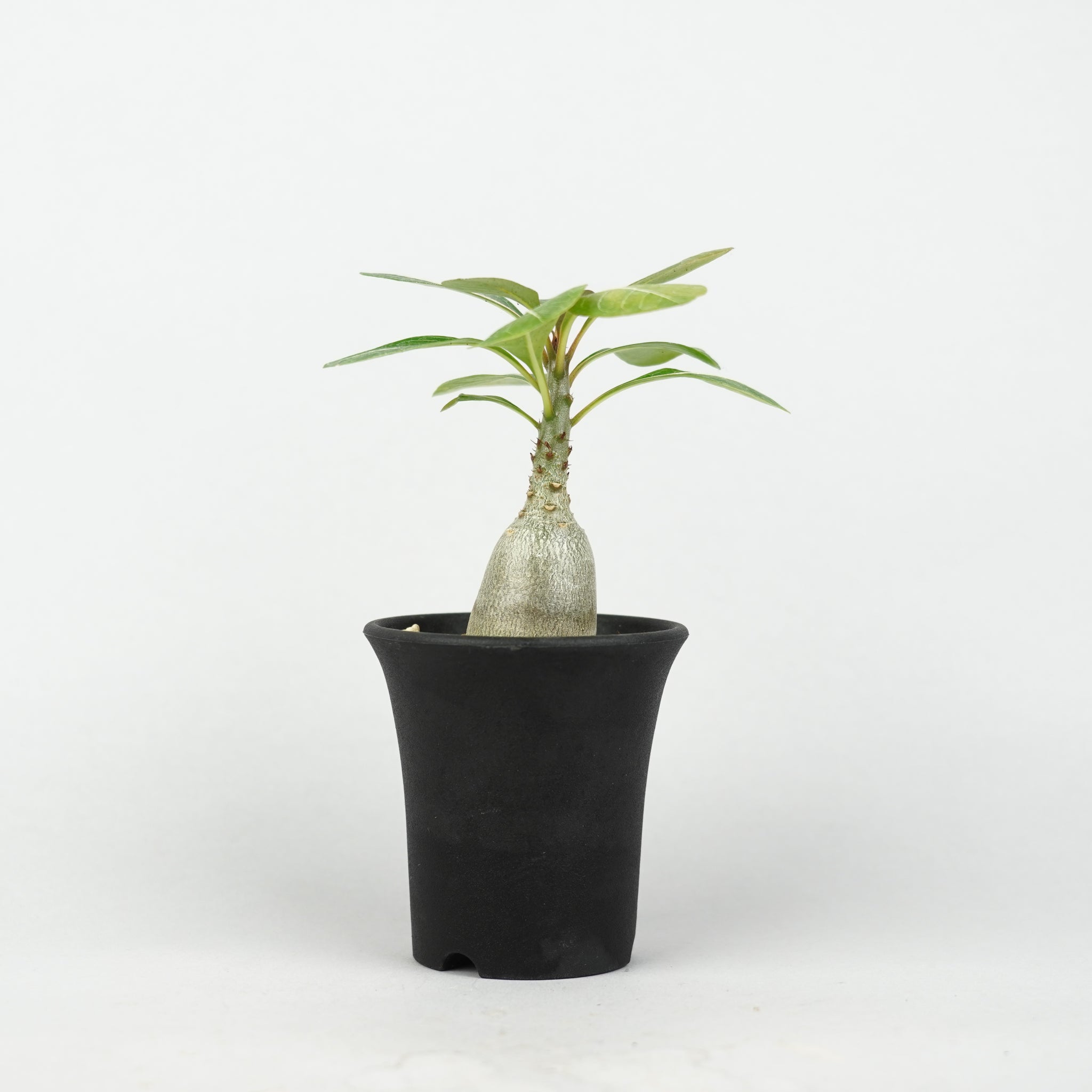 植物/アデニウム/ソコトラナム – Hachi-8