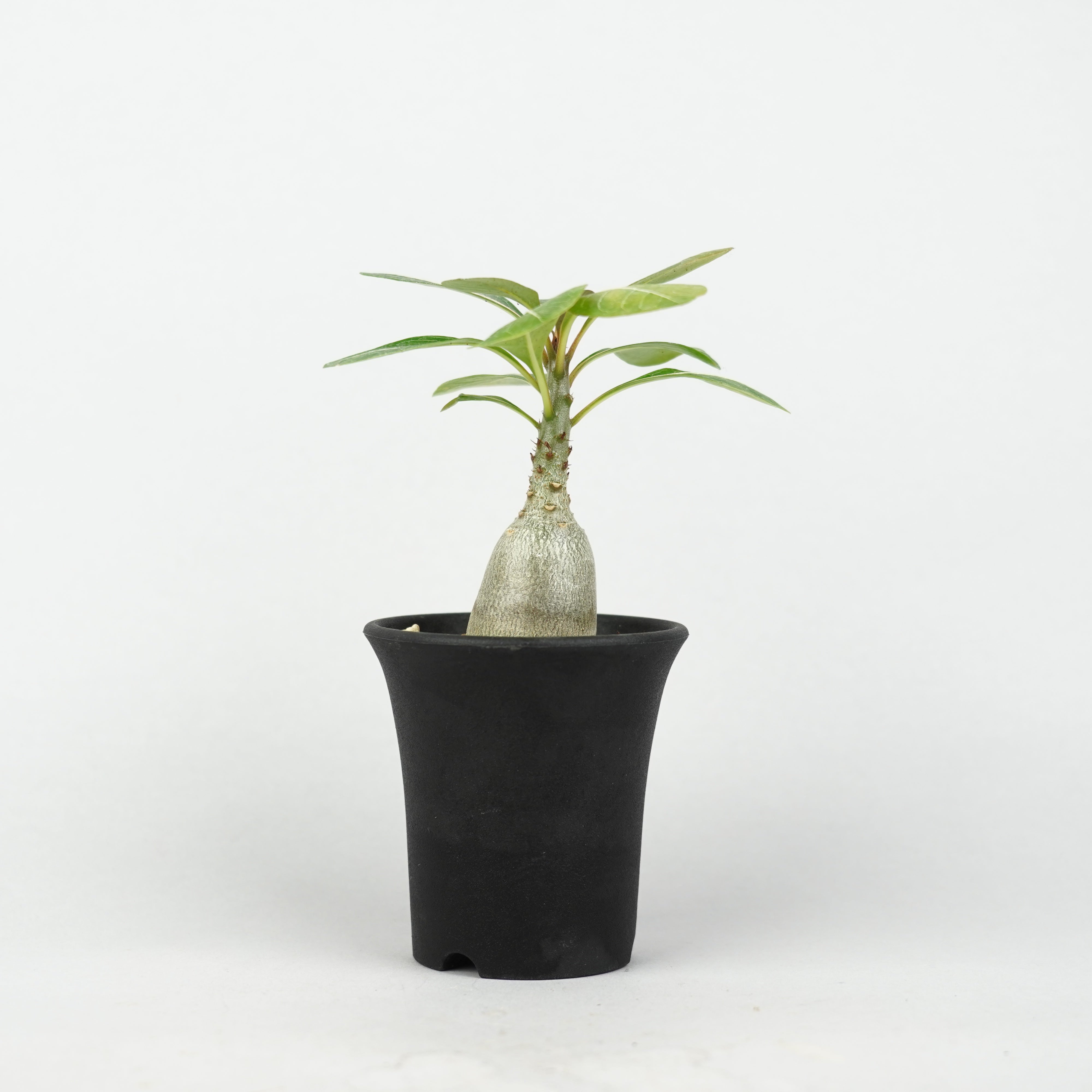 植物/アデニウム/ソコトラナム – Hachi-8