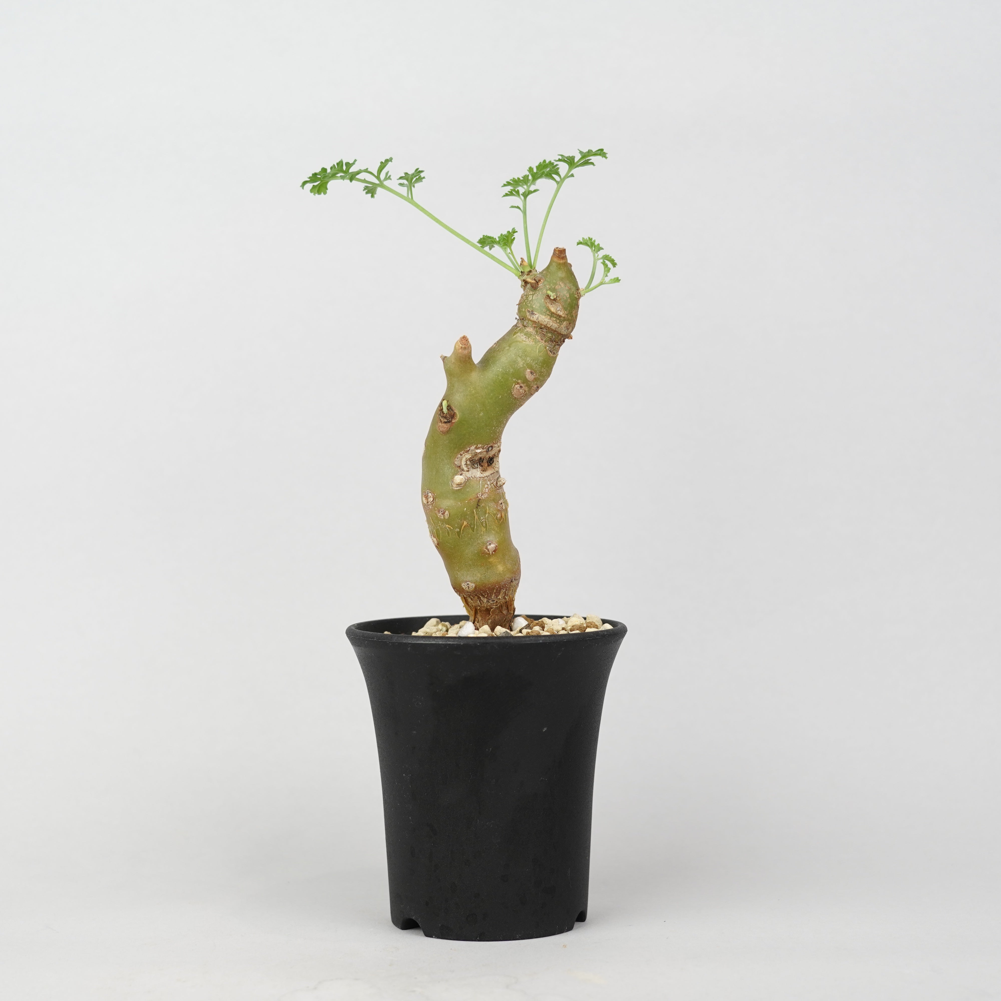 植物/冬型植物/その他の冬型植物 – Hachi-8