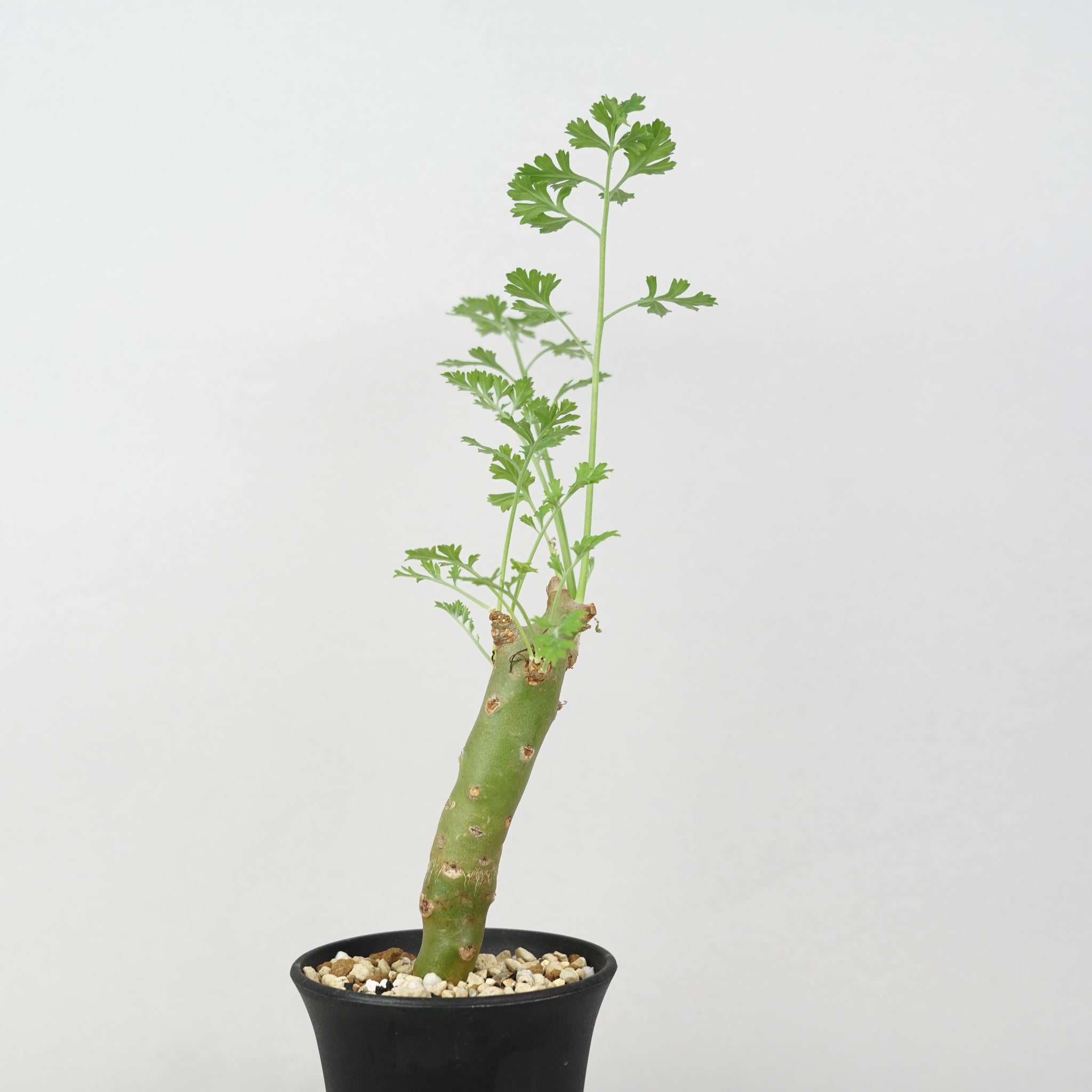 ペラルゴニウム・クリズミフォリウム「Pelargonium Crithmifolium