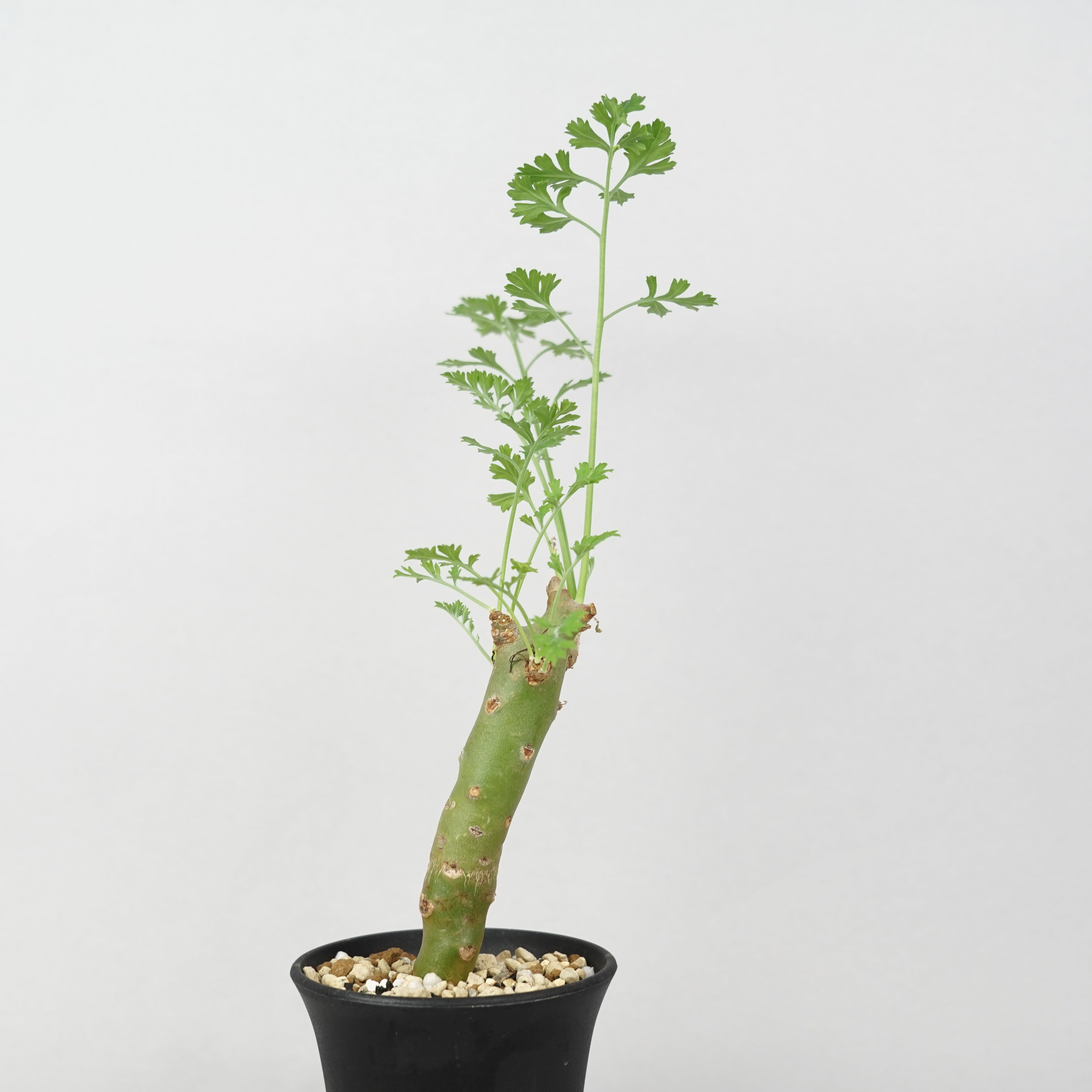 ペラルゴニウム・クリズミフォリウム② ペラルゴニウム・クリズミフォリウム「Pelargonium Crithmifolium