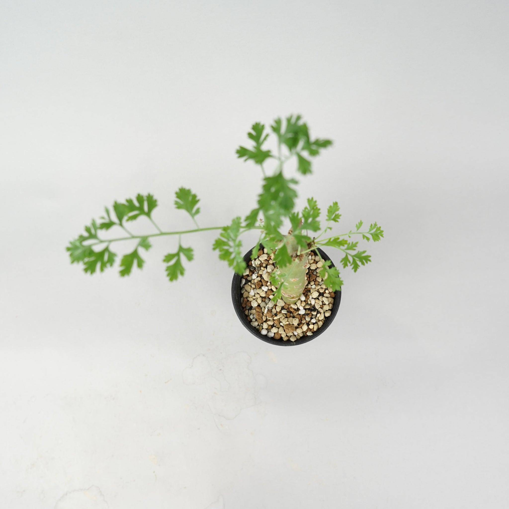 ペラルゴニウム・クリズミフォリウム「Pelargonium Crithmifolium