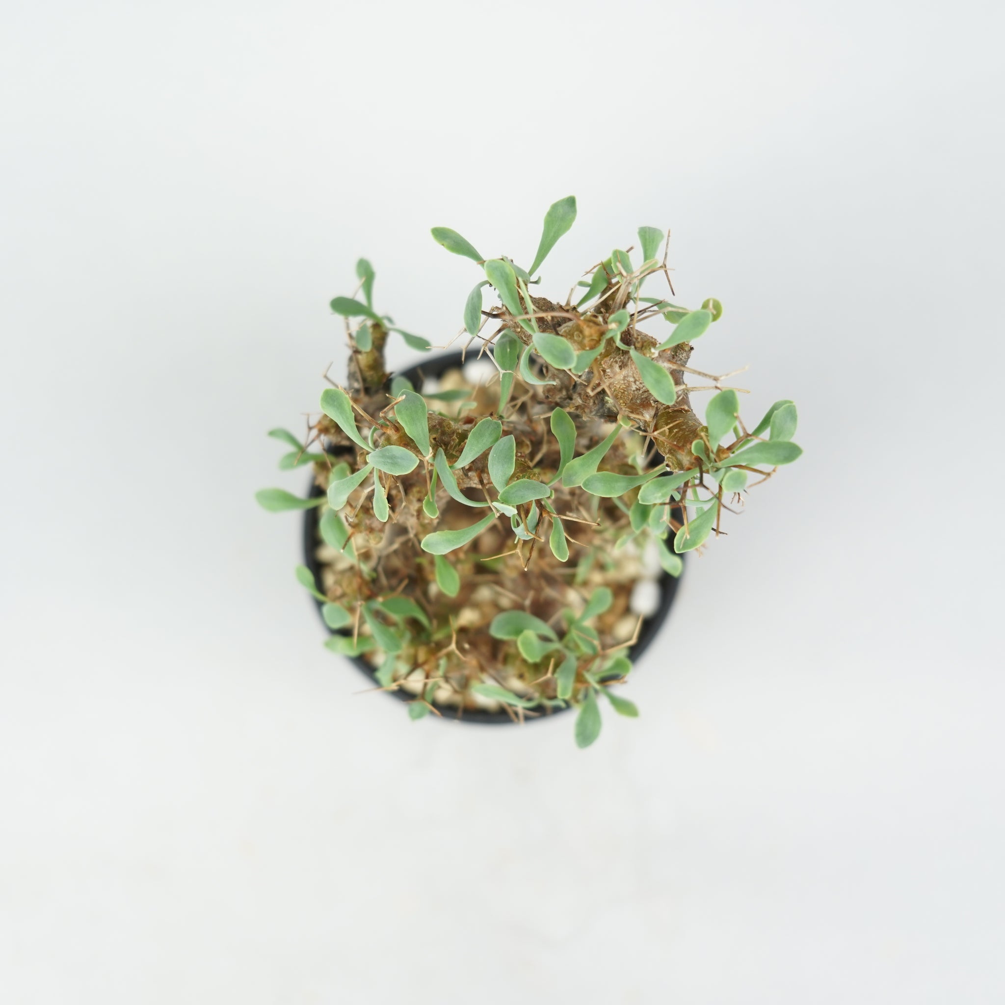 オトンナ・ユーフォルビオイデス「Othonna euphorbioides」/WI041